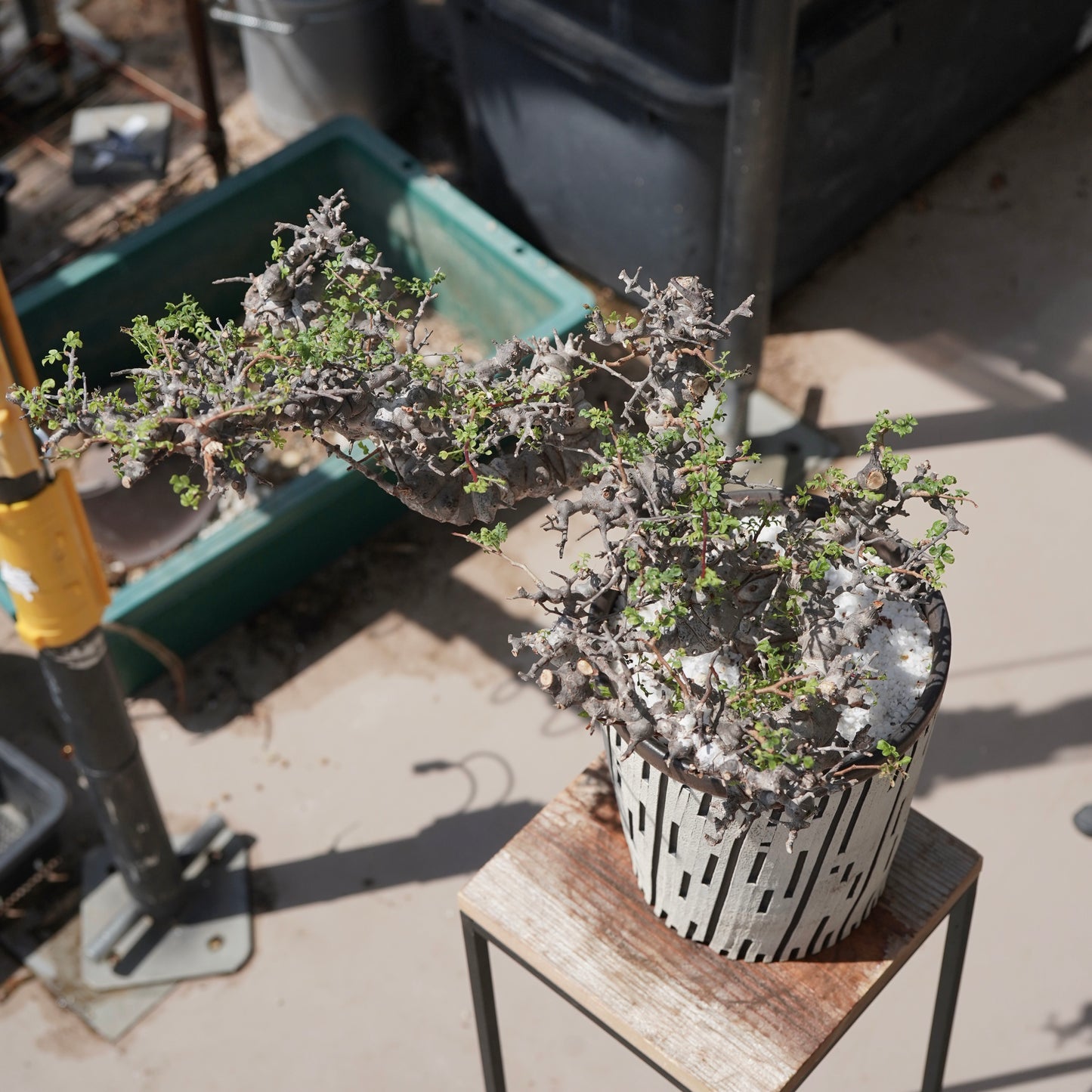 Commiphora sp. eyl × 大上 裕樹