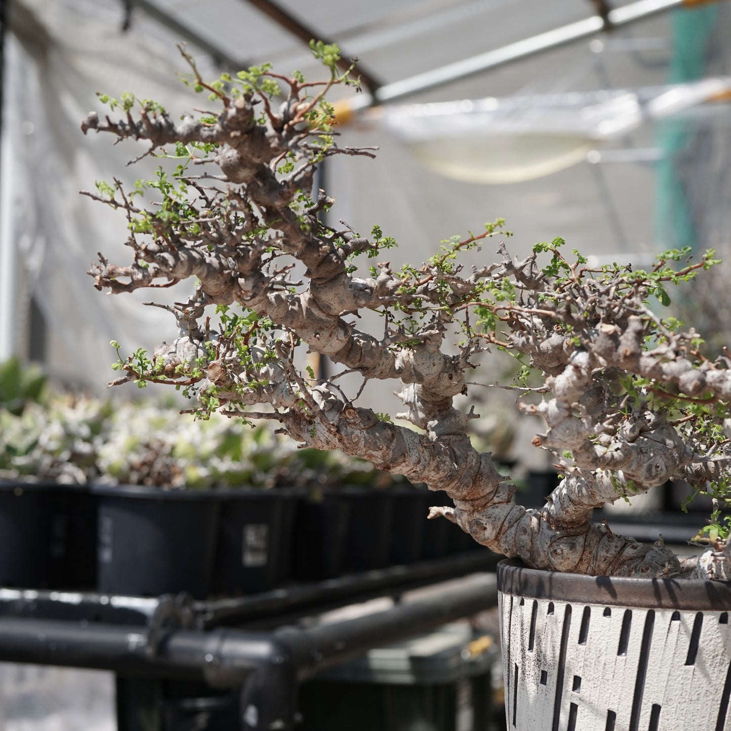 Commiphora sp. eyl × 大上 裕樹