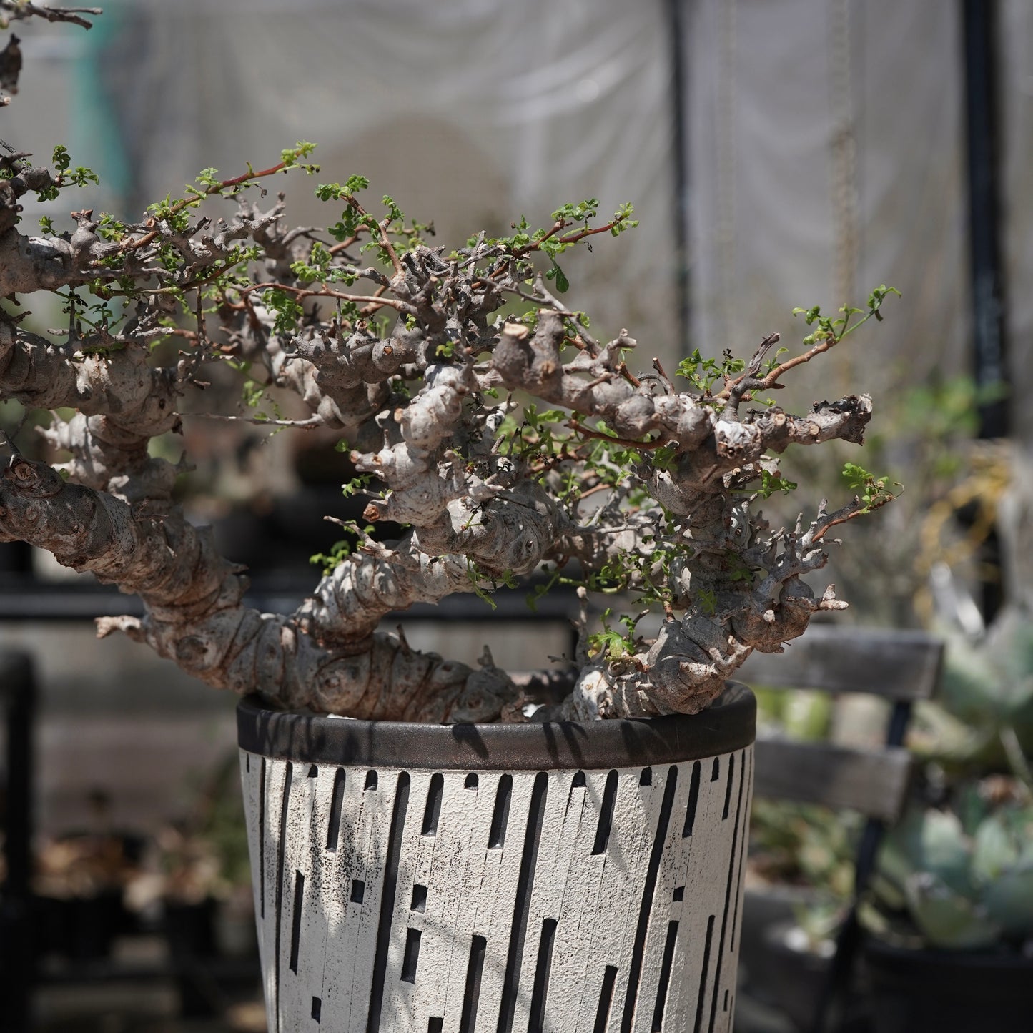 Commiphora sp. eyl × 大上 裕樹