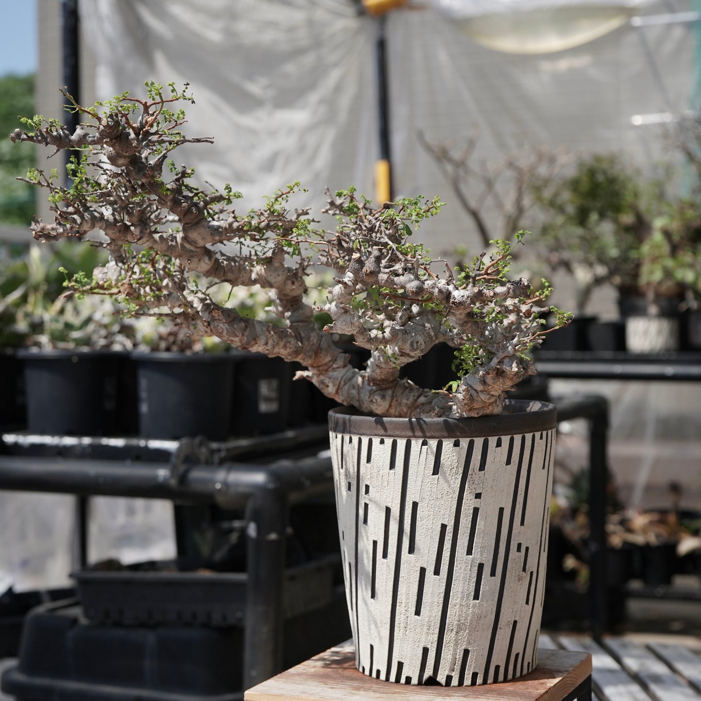 Commiphora sp. eyl × 大上 裕樹