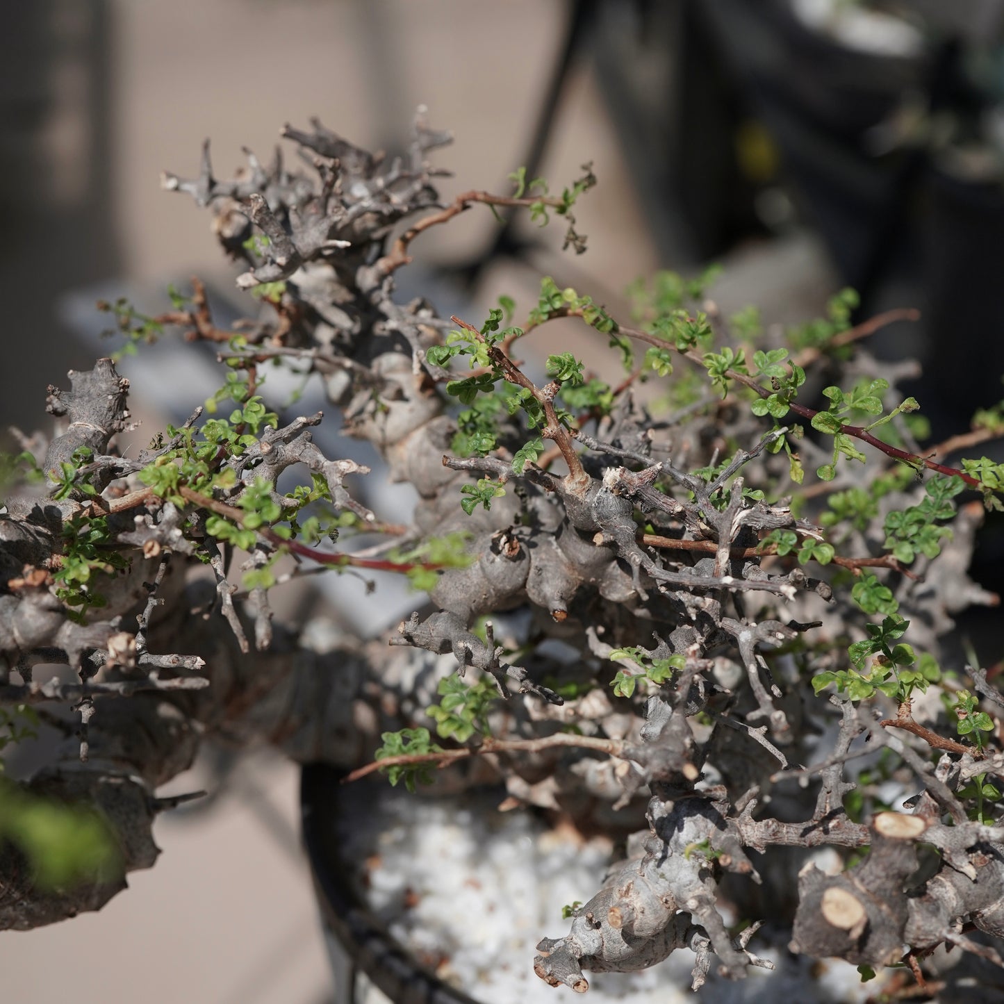 Commiphora sp. eyl × 大上 裕樹