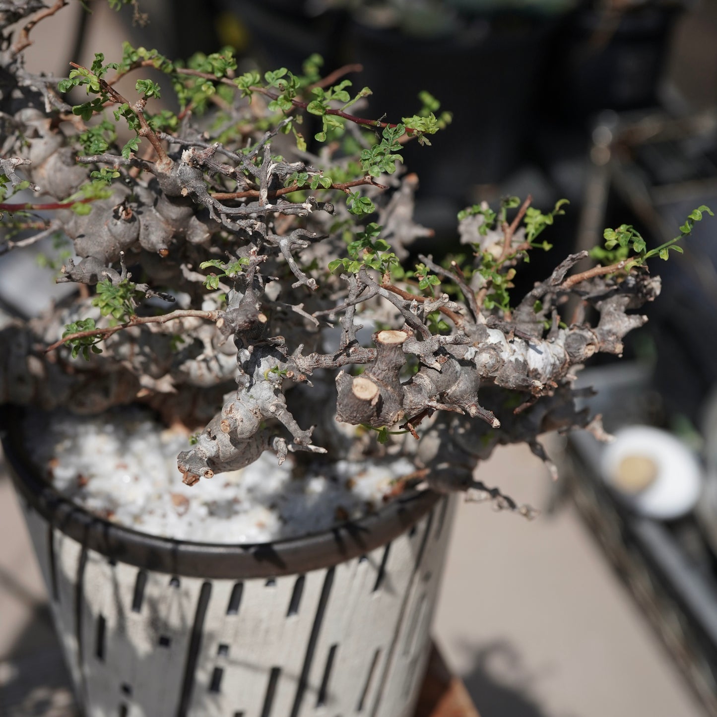 Commiphora sp. eyl × 大上 裕樹