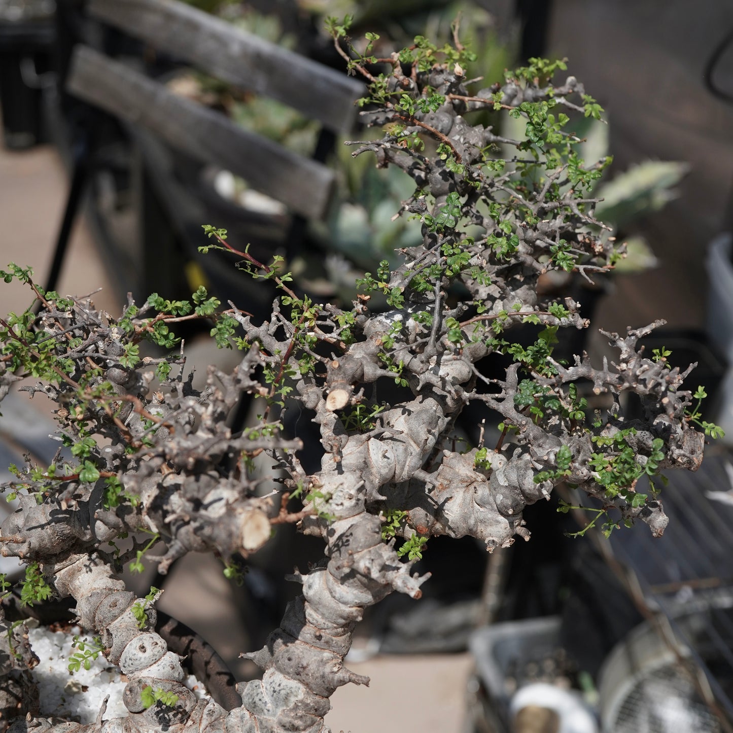 Commiphora sp. eyl × 大上 裕樹