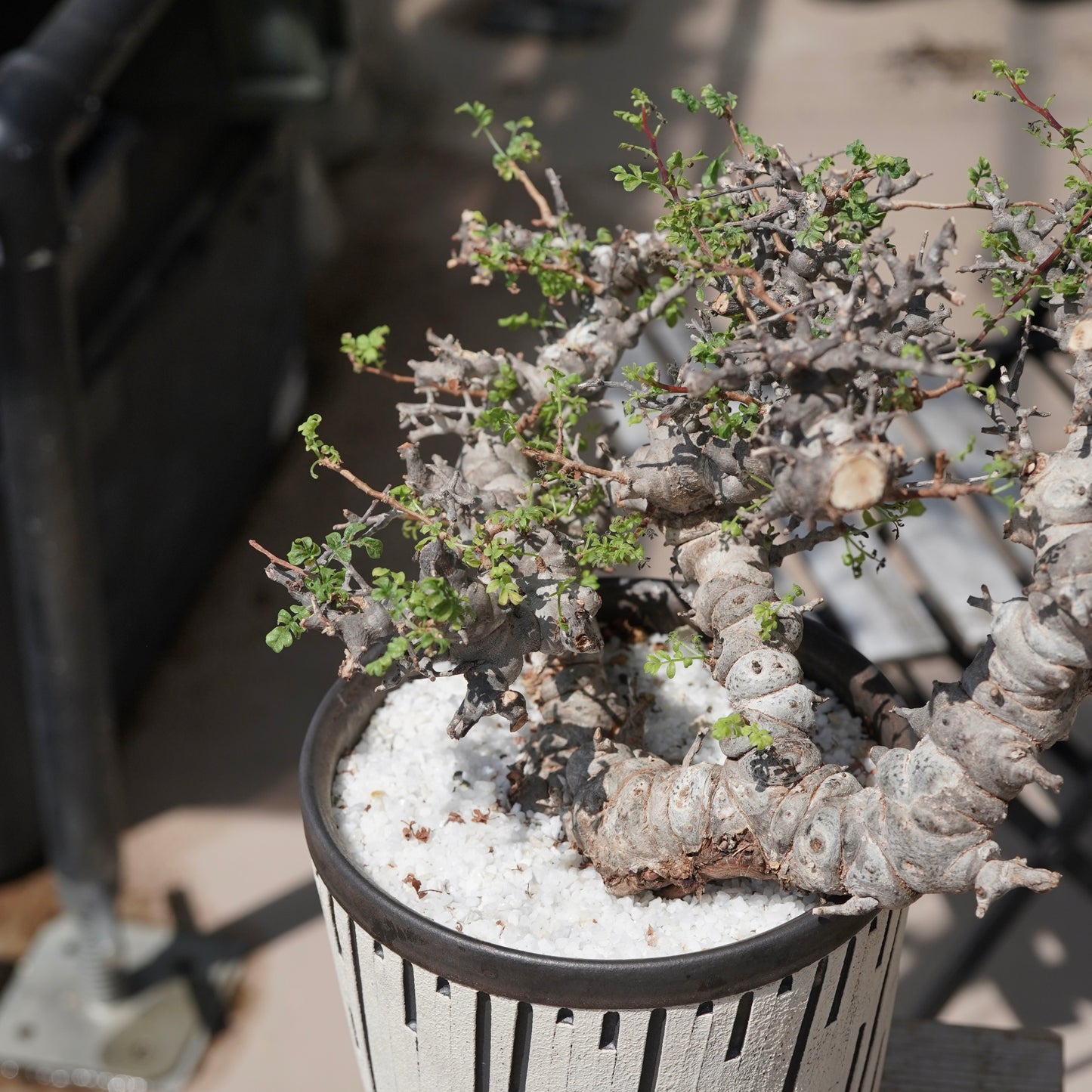Commiphora sp. eyl × 大上 裕樹