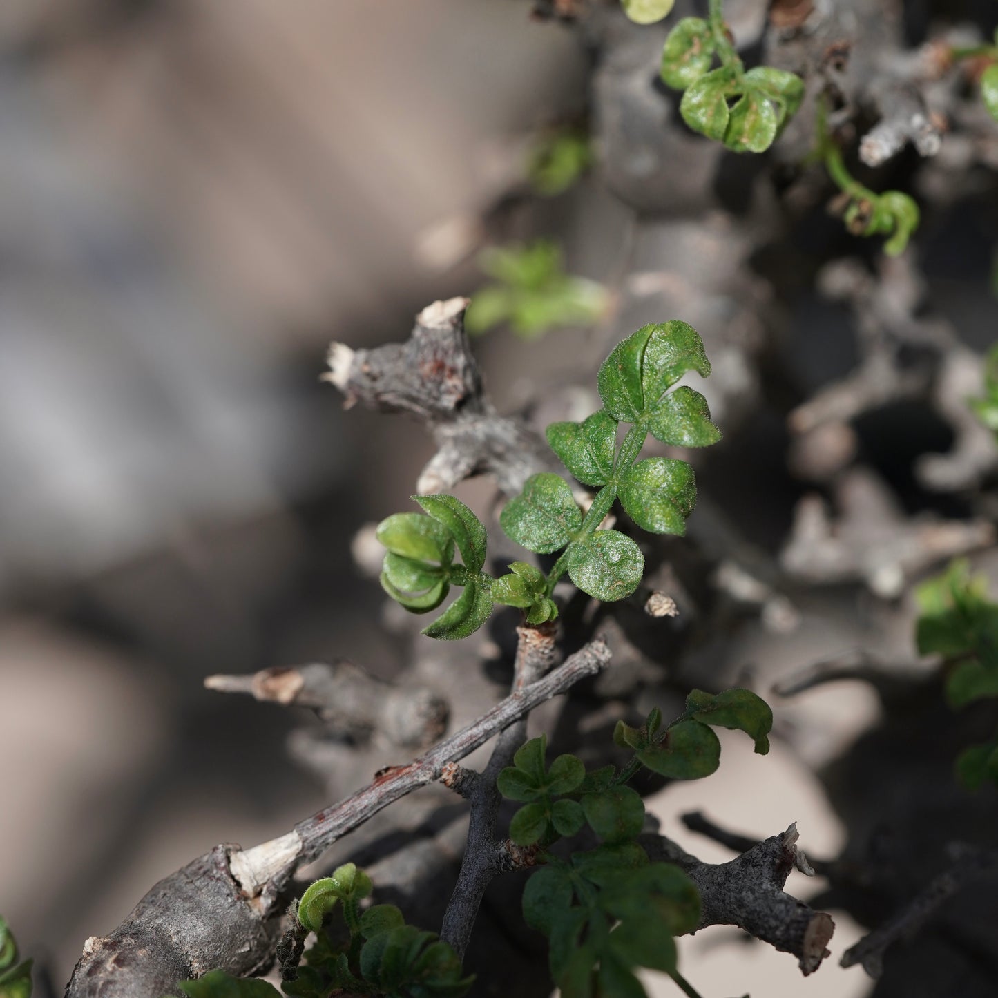 Commiphora sp. eyl × 大上 裕樹