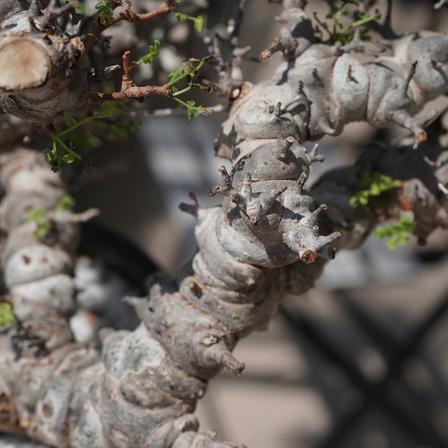 Commiphora sp. eyl × 大上 裕樹