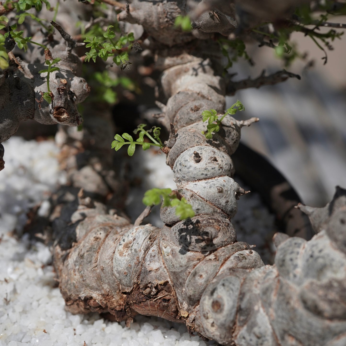 Commiphora sp. eyl × 大上 裕樹