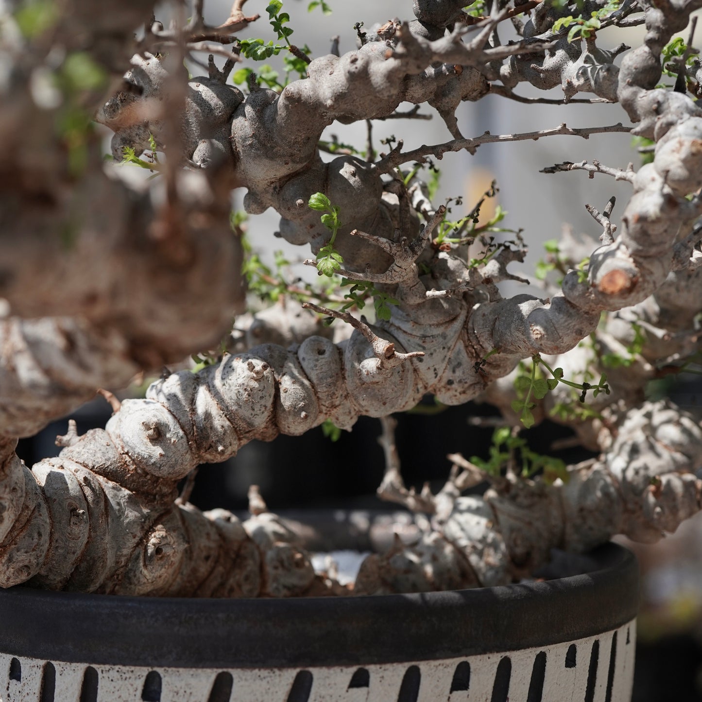 Commiphora sp. eyl × 大上 裕樹