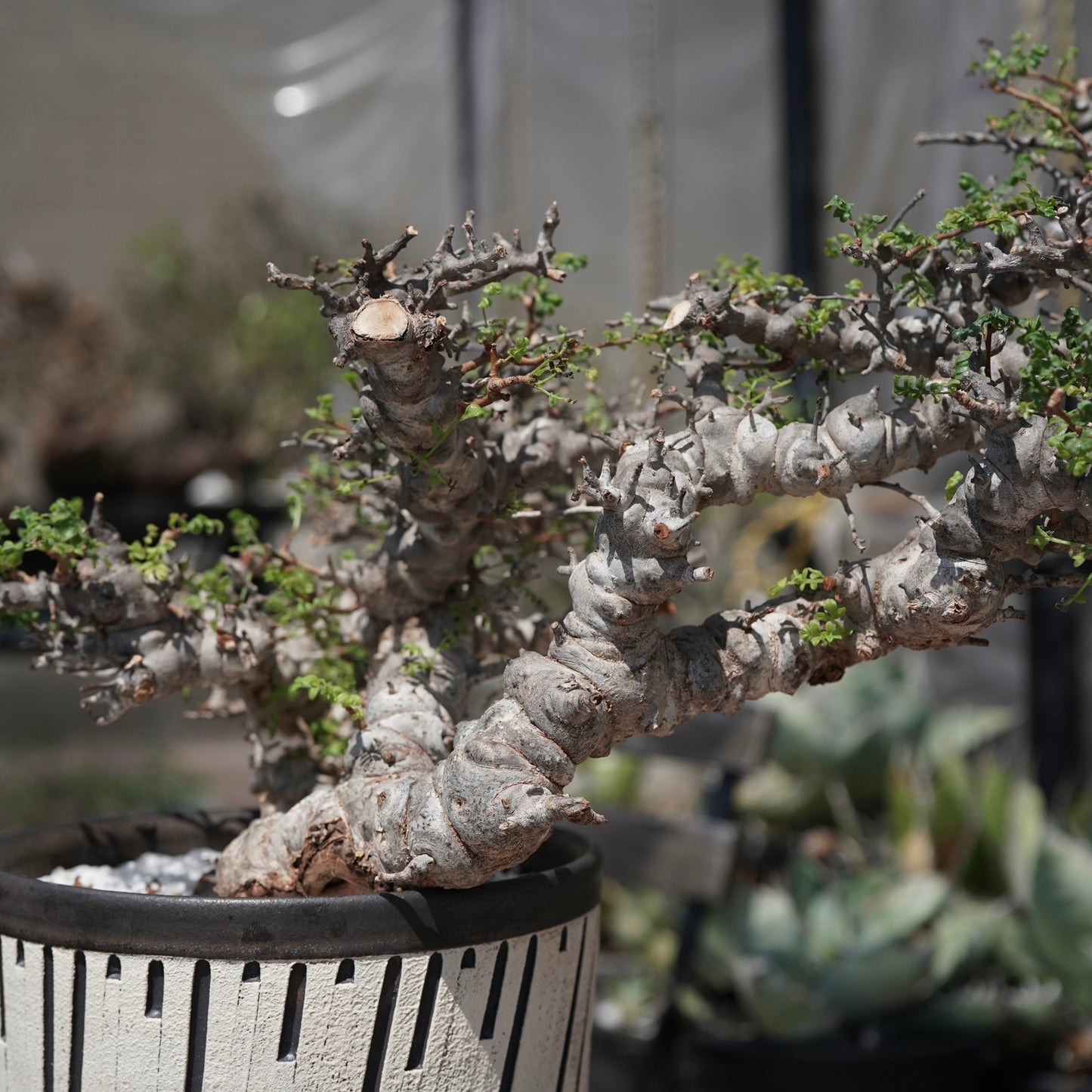 Commiphora sp. eyl × 大上 裕樹