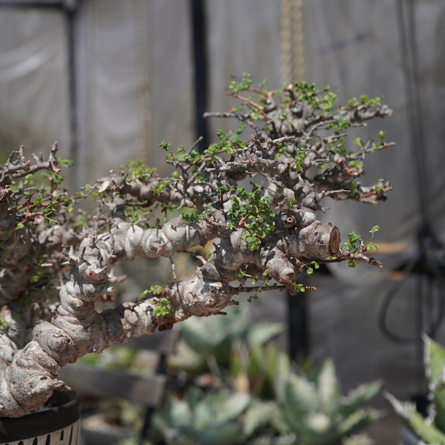 Commiphora sp. eyl × 大上 裕樹