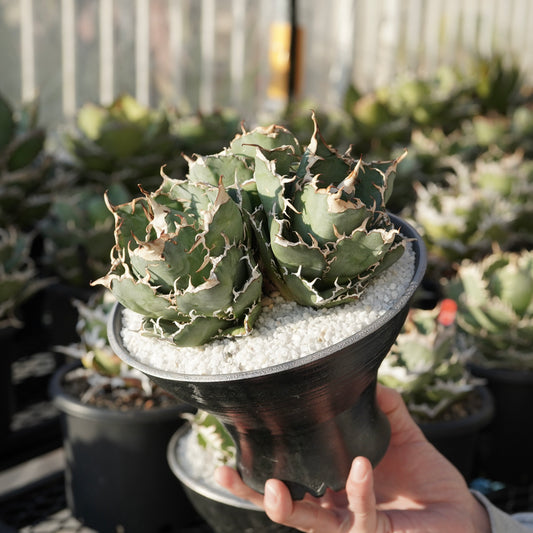 ⑥ アガベ オアハカ オテロイ ワイルド株 ベアルート（☆A-1 手乗り  