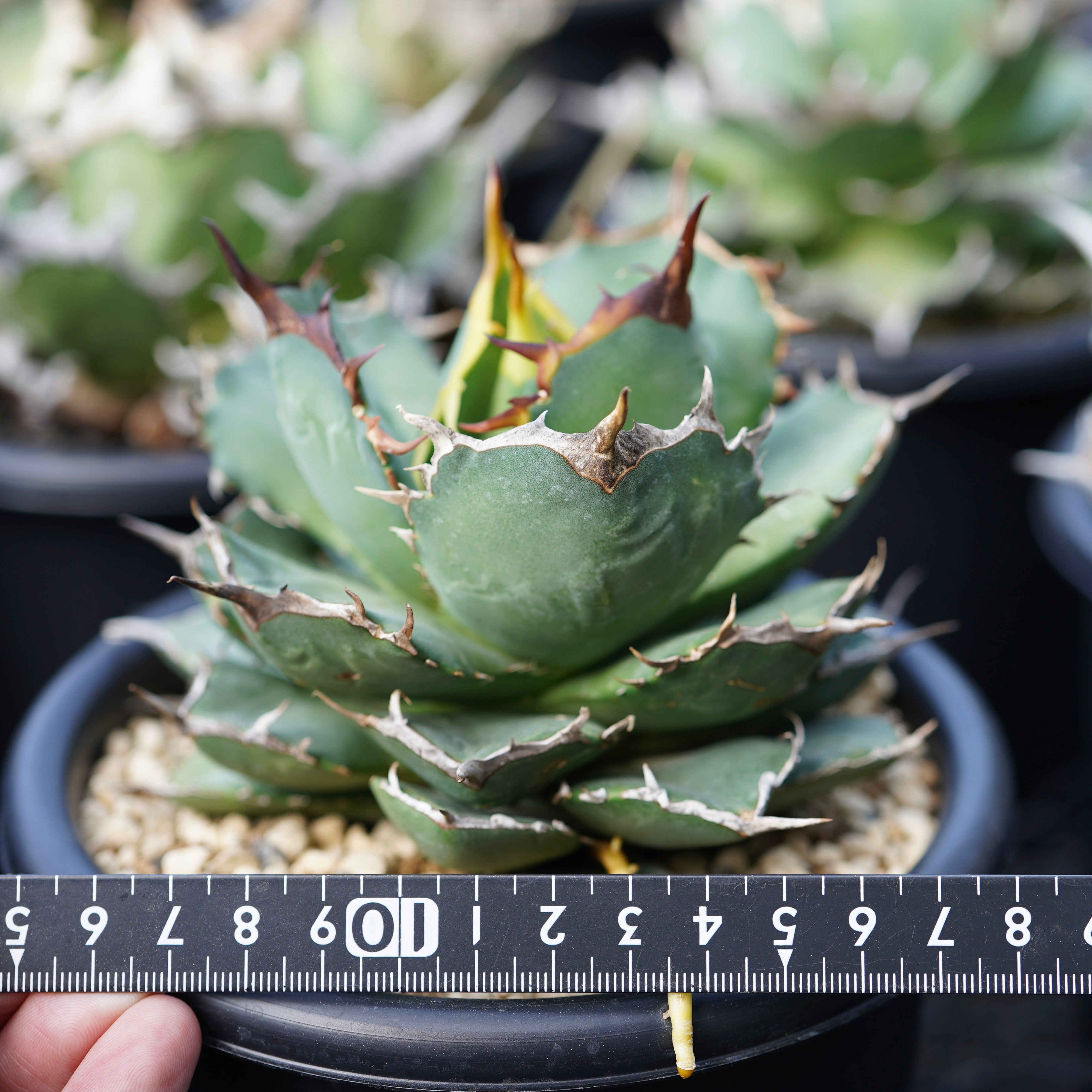 Agave titanota 'Persian Dwarf' 中サイズ No.3 – ELBAZ GREEN STORE