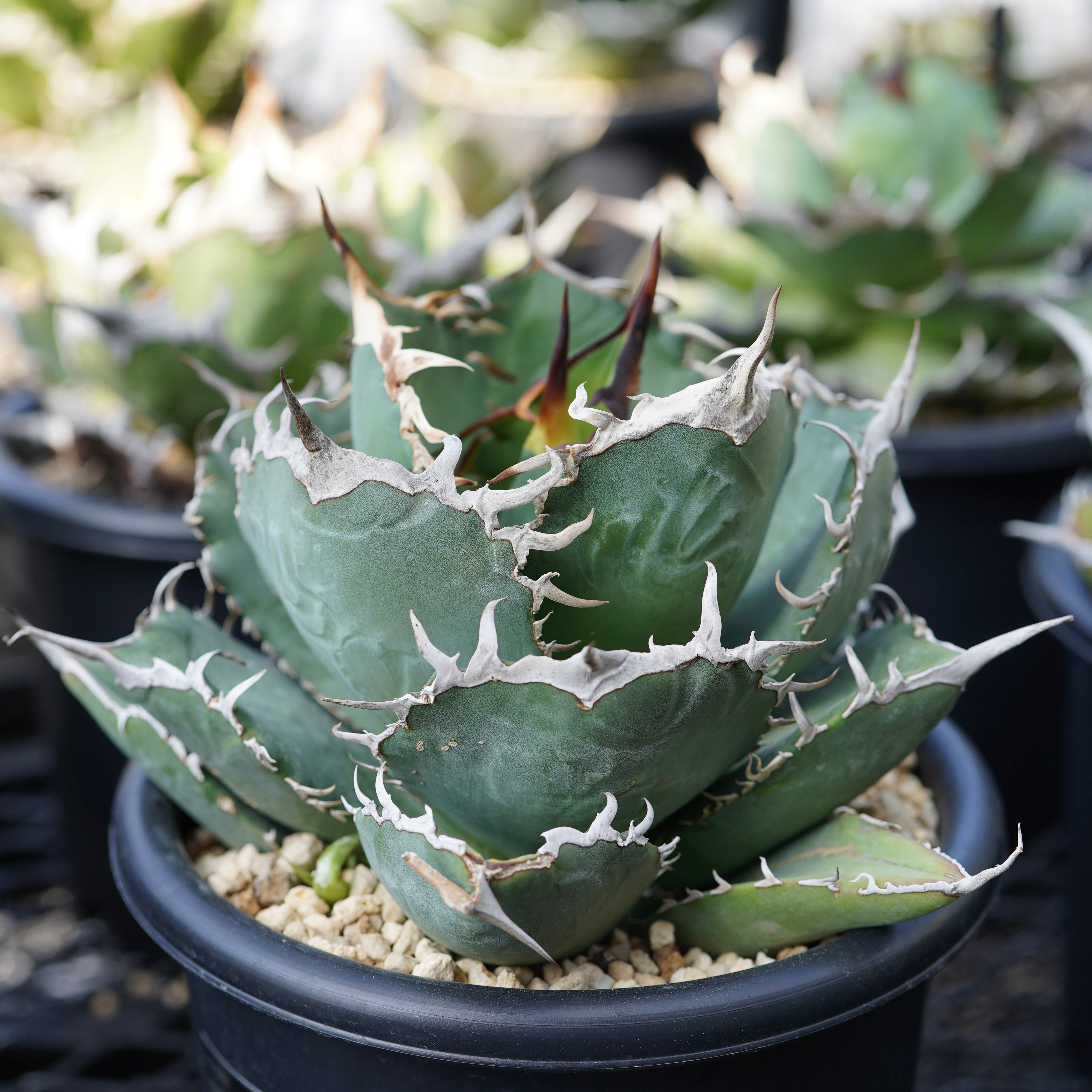 Agave titanota 'Tarantula' 中サイズ – ELBAZ GREEN STORE