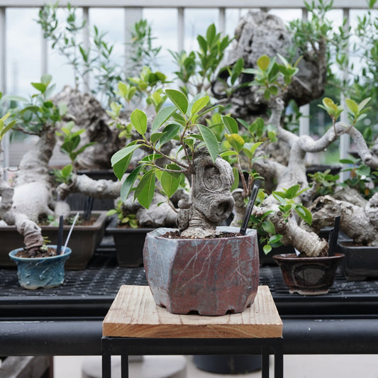 Ficus microcarpa（ガジュマル）No.16 × Konect Tokyo