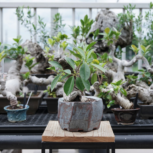 Ficus microcarpa（ガジュマル）No.16 × Konect Tokyo