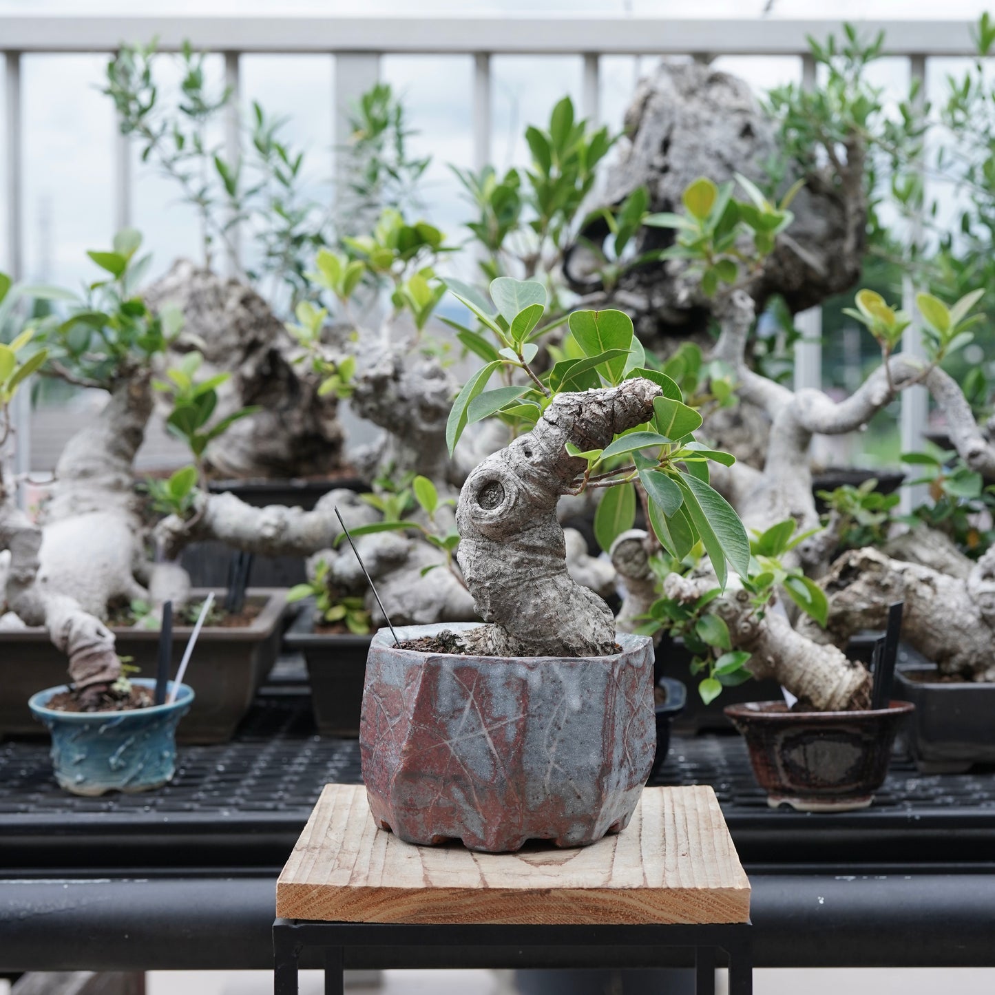 Ficus microcarpa（ガジュマル）No.16 × Konect Tokyo