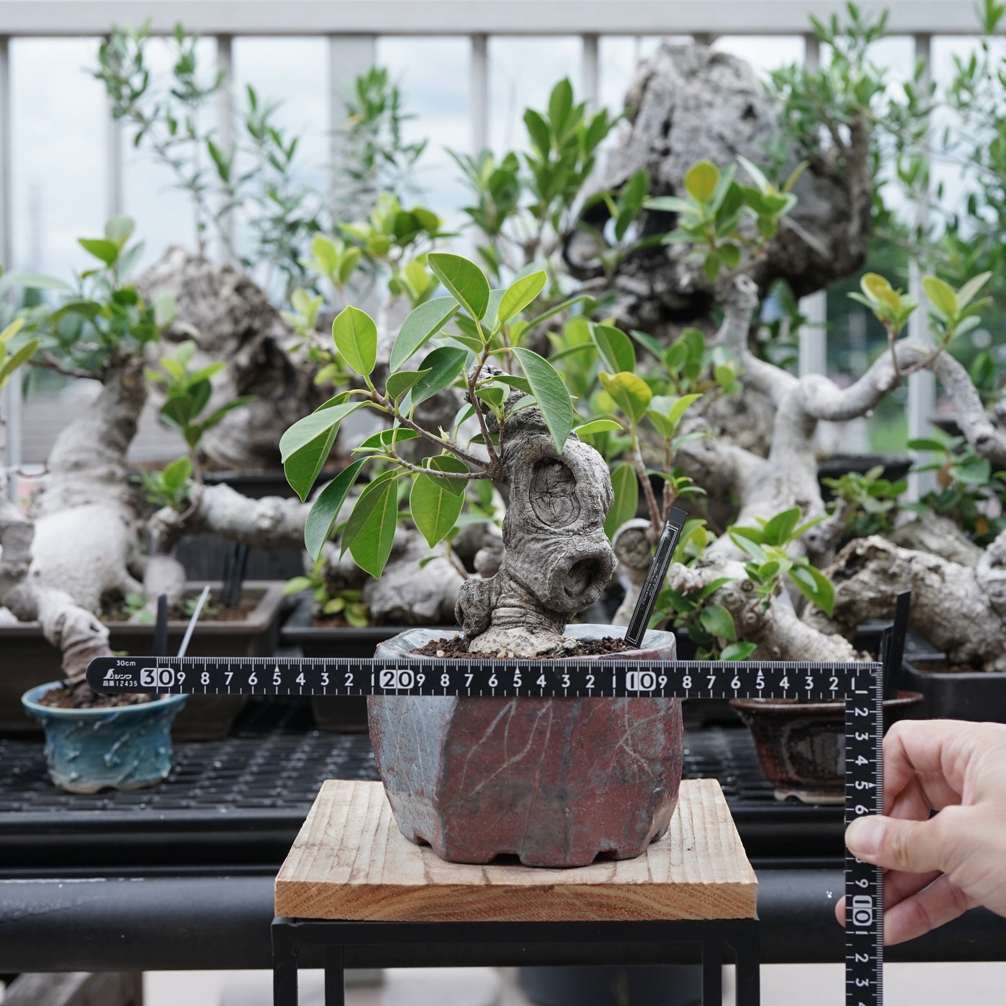Ficus microcarpa（ガジュマル）No.16 × Konect Tokyo