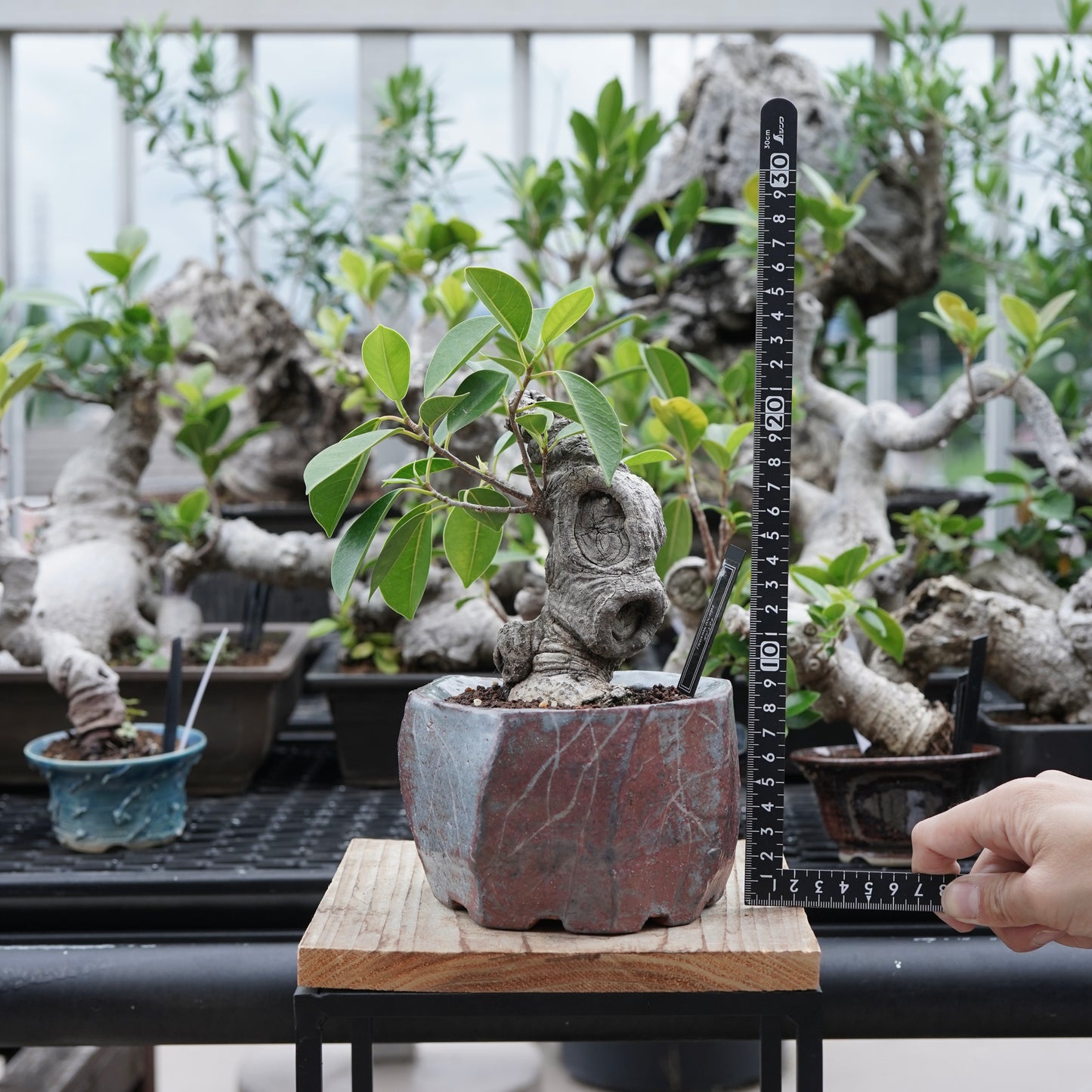 Ficus microcarpa（ガジュマル）No.16 × Konect Tokyo