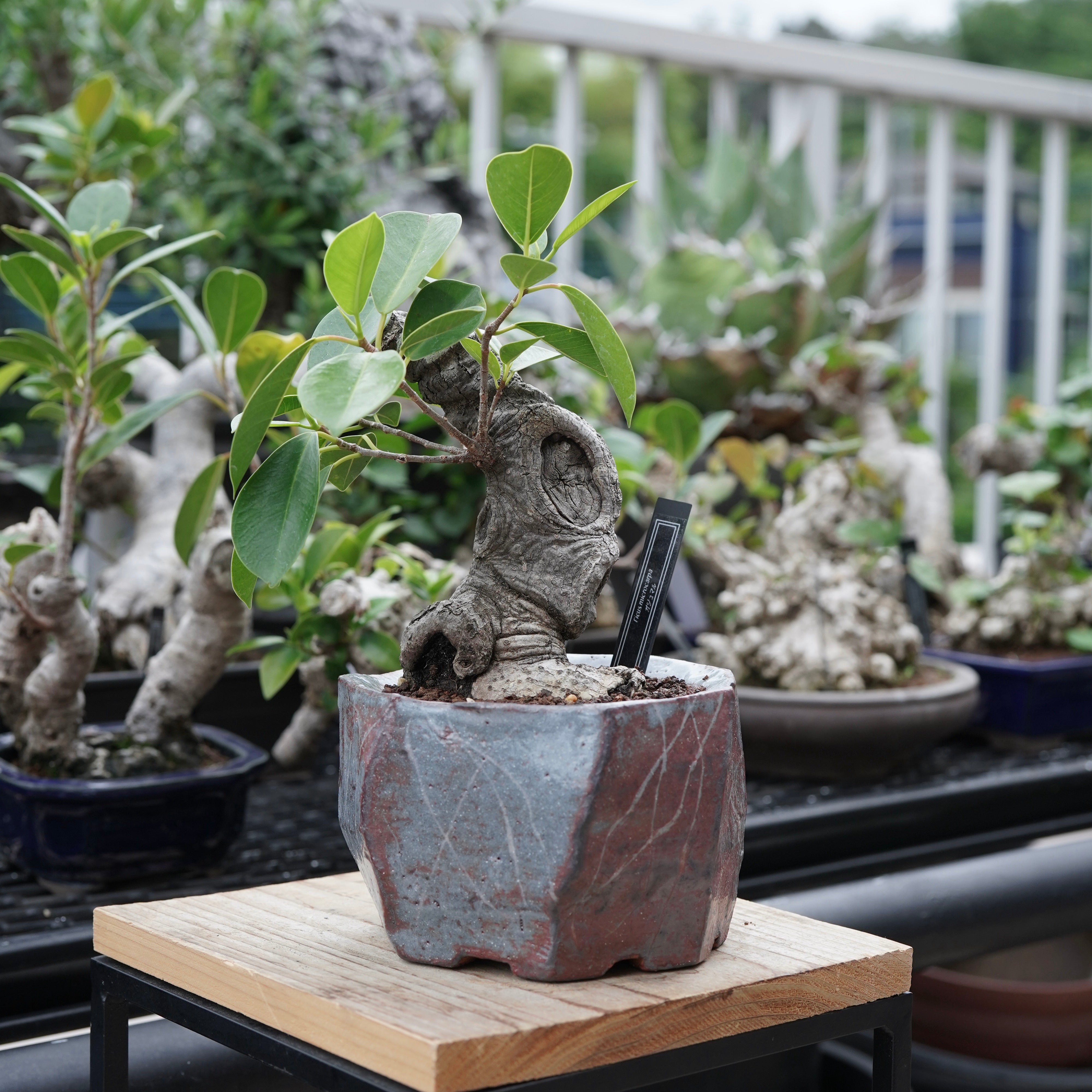 フィカス ガジュマル Ficus microcarpa（ガジュマル）No.16 × Konect Tokyo – ELBAZ GREEN STORE