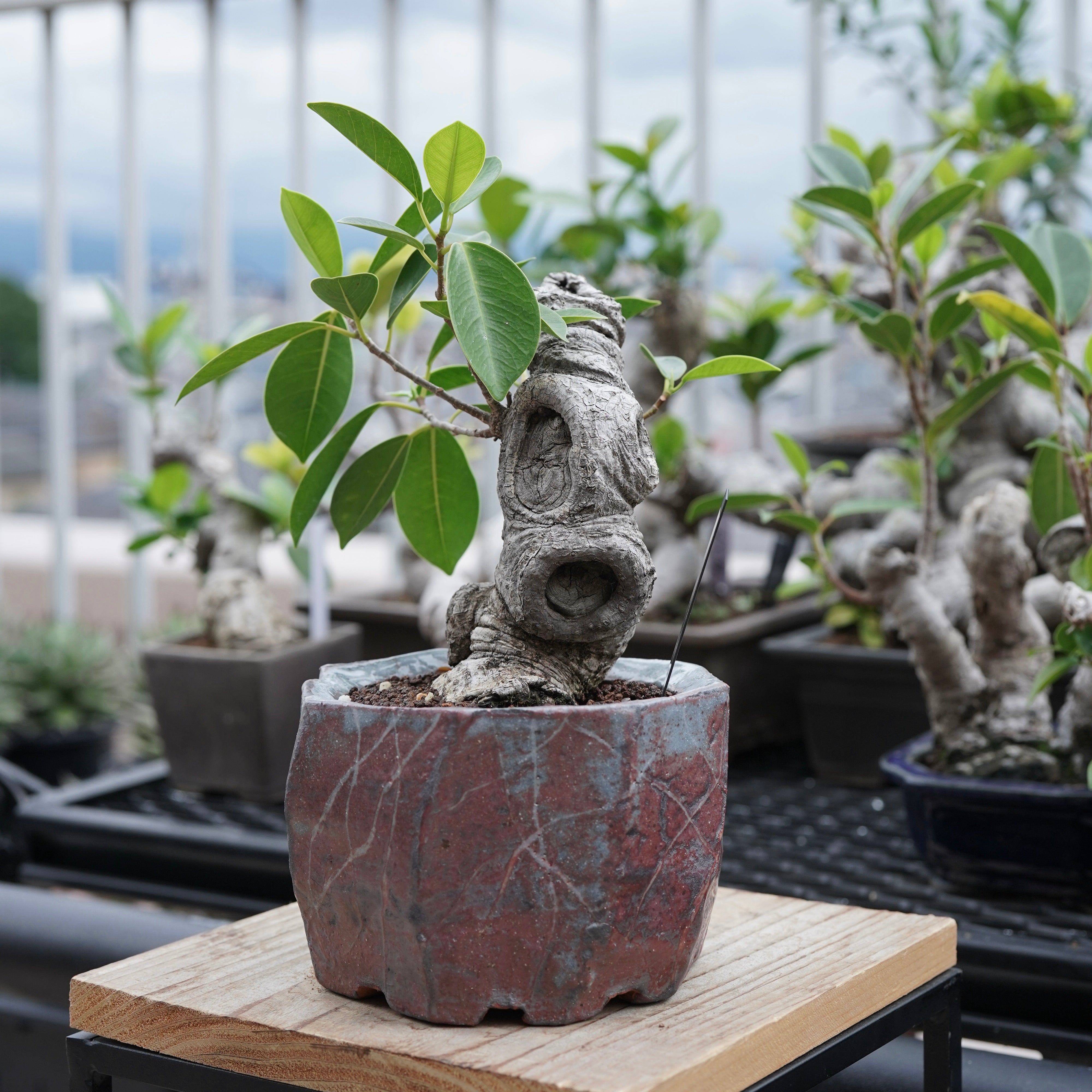 Ficus microcarpa（ガジュマル）No.16 × Konect Tokyo – ELBAZ GREEN STORE