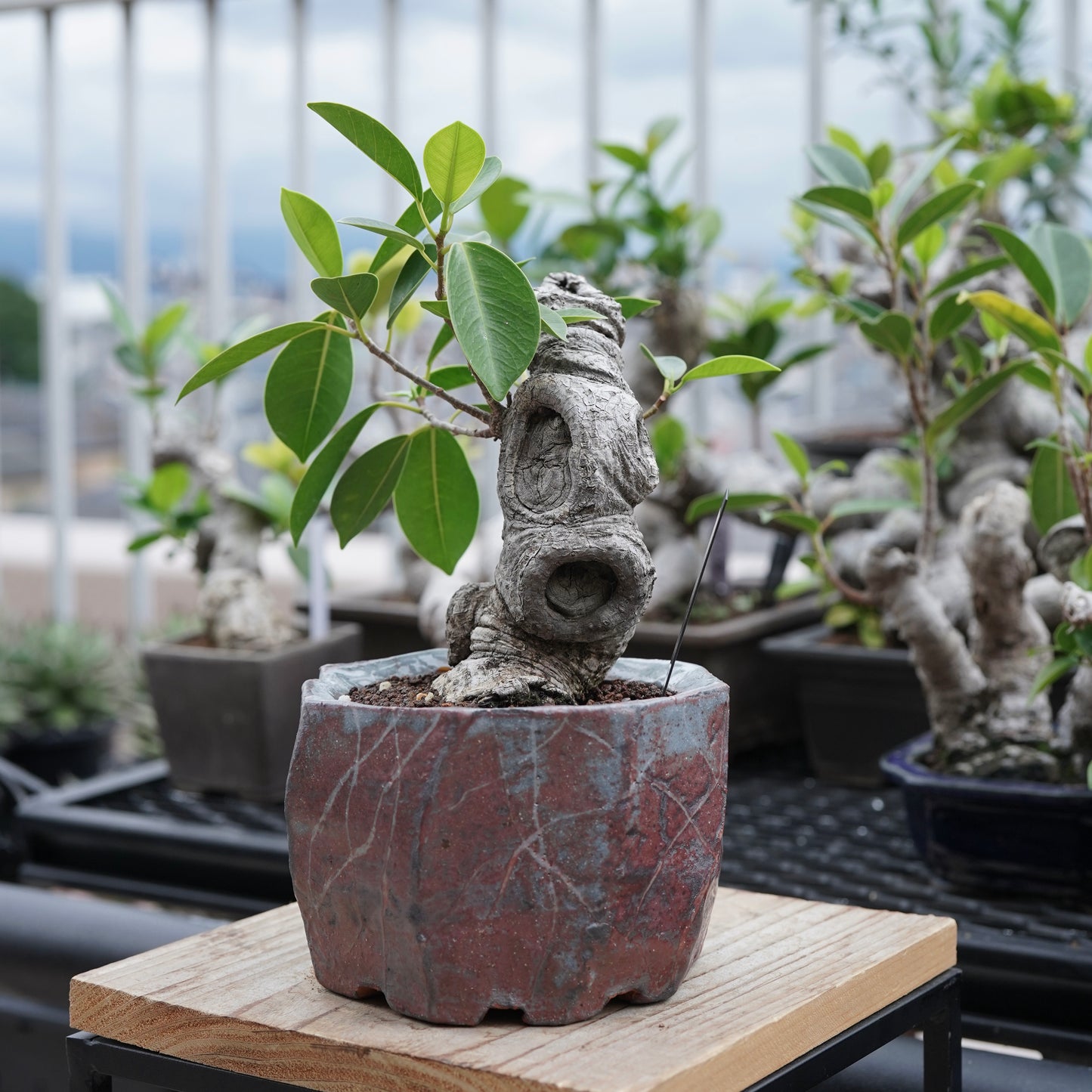 Ficus microcarpa（ガジュマル）No.16 × Konect Tokyo