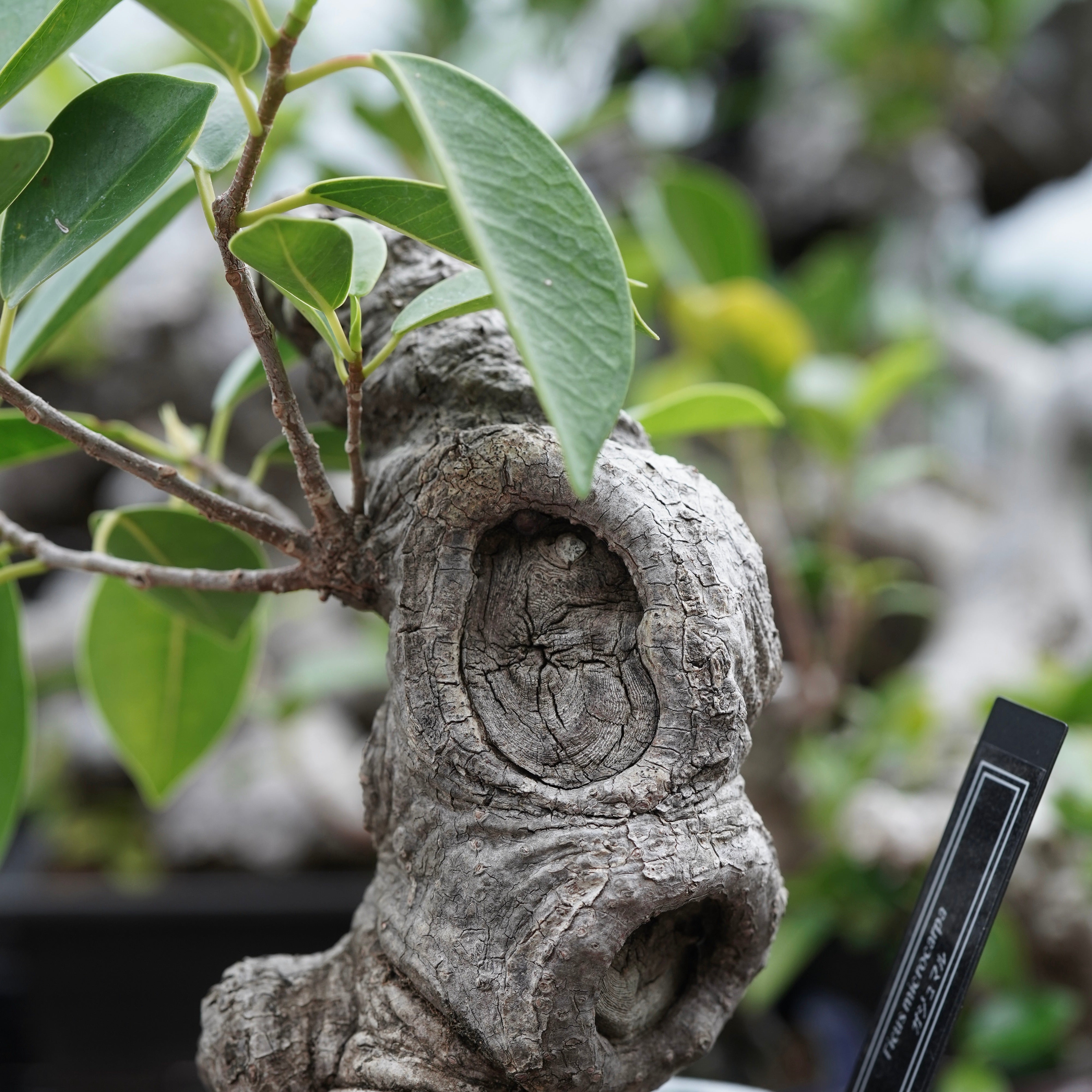 ガジュマルの木 66cm Ficus microcarpa（ガジュマル）No.16 × Konect Tokyo – ELBAZ GREEN STORE