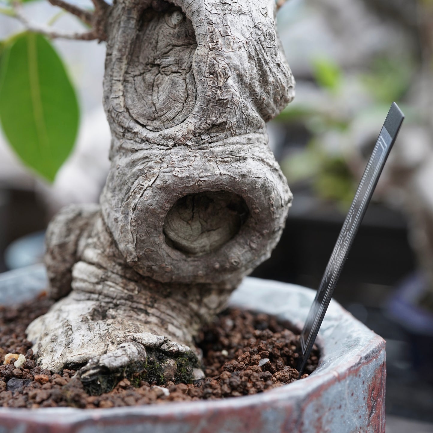 Ficus microcarpa（ガジュマル）No.16 × Konect Tokyo