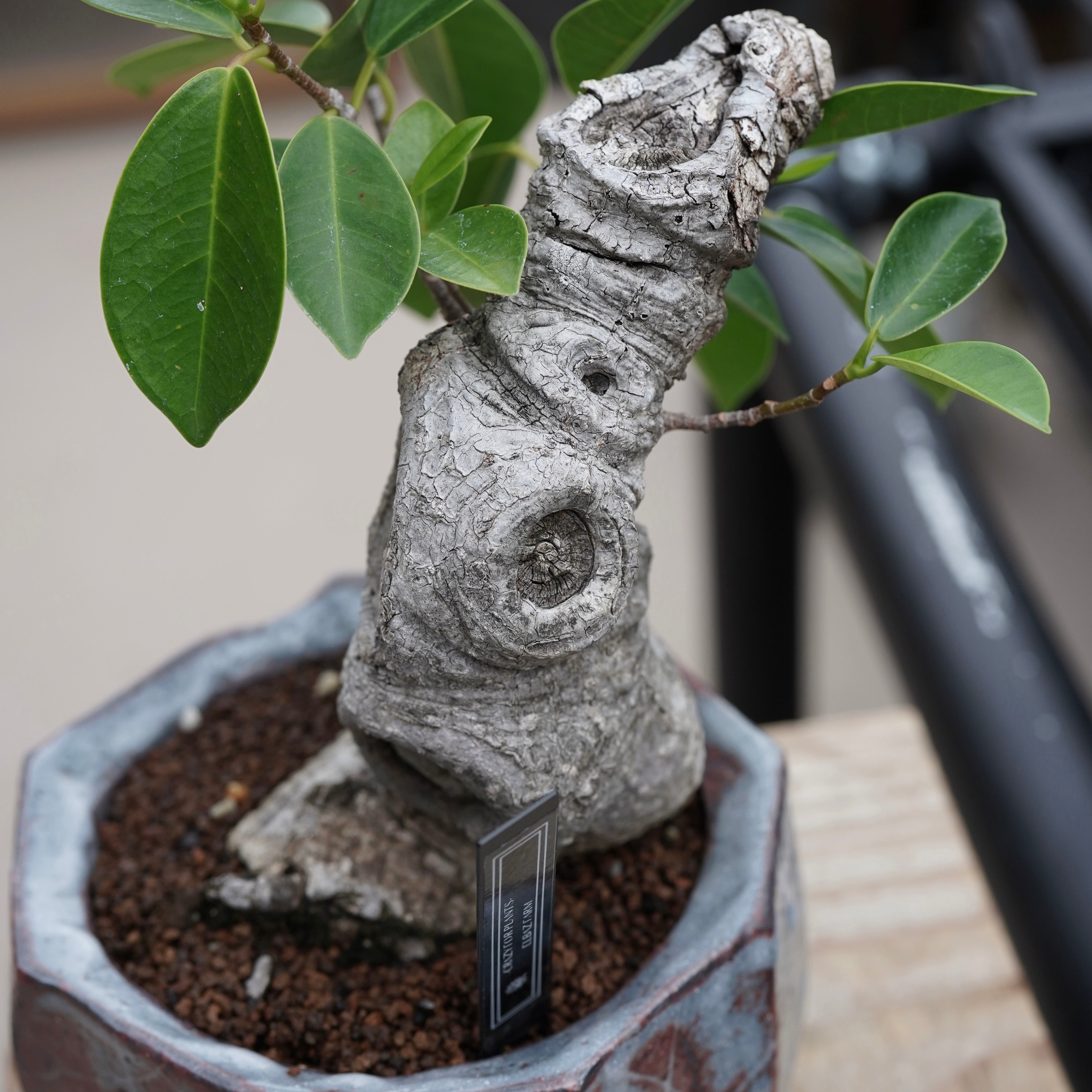 フィカス ガジュマル Ficus microcarpa（ガジュマル）No.16 × Konect Tokyo – ELBAZ GREEN STORE