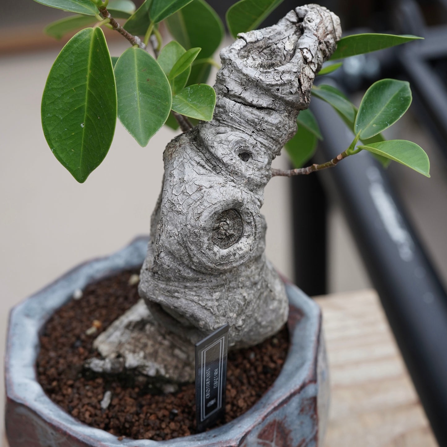Ficus microcarpa（ガジュマル）No.16 × Konect Tokyo