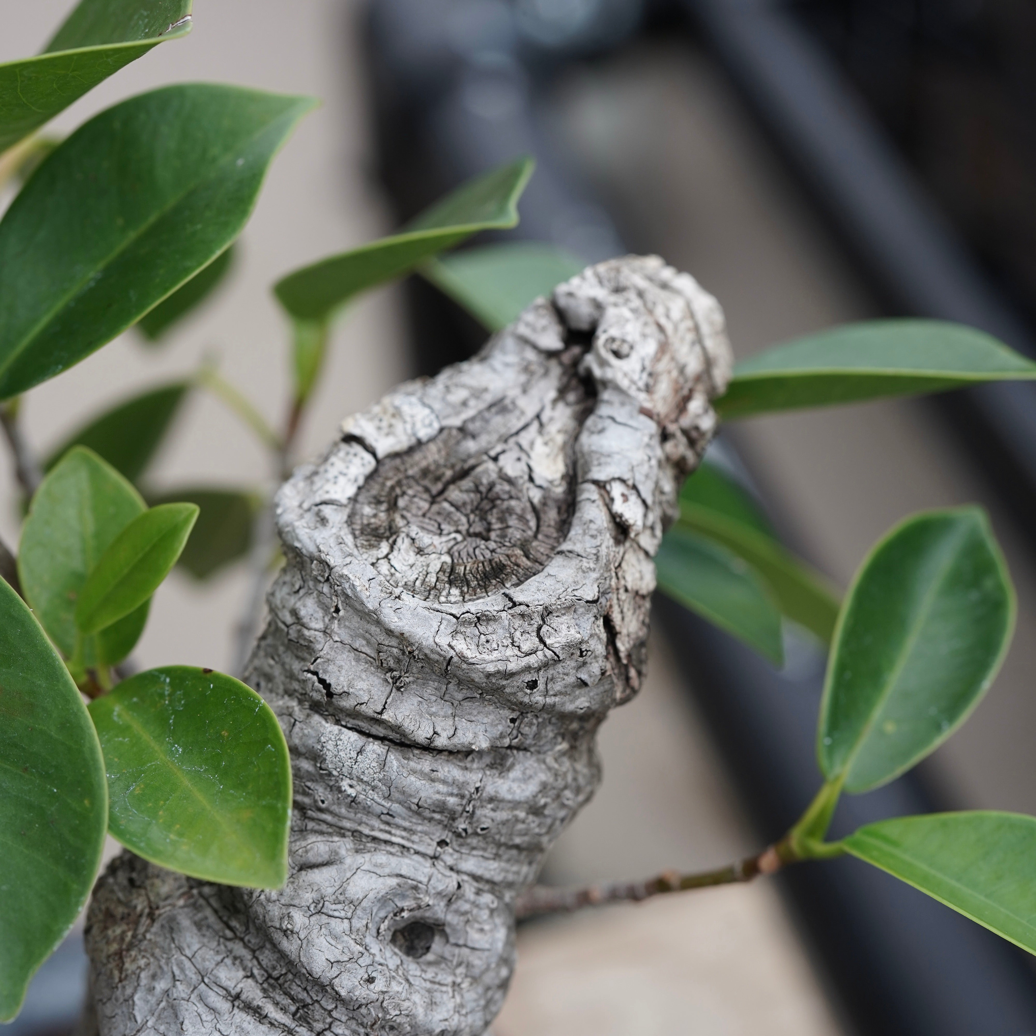 Ficus microcarpa（ガジュマル）No.16 × Konect Tokyo – ELBAZ GREEN STORE