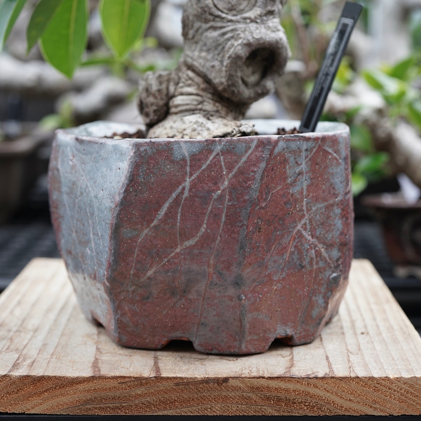 Ficus microcarpa（ガジュマル）No.16 × Konect Tokyo