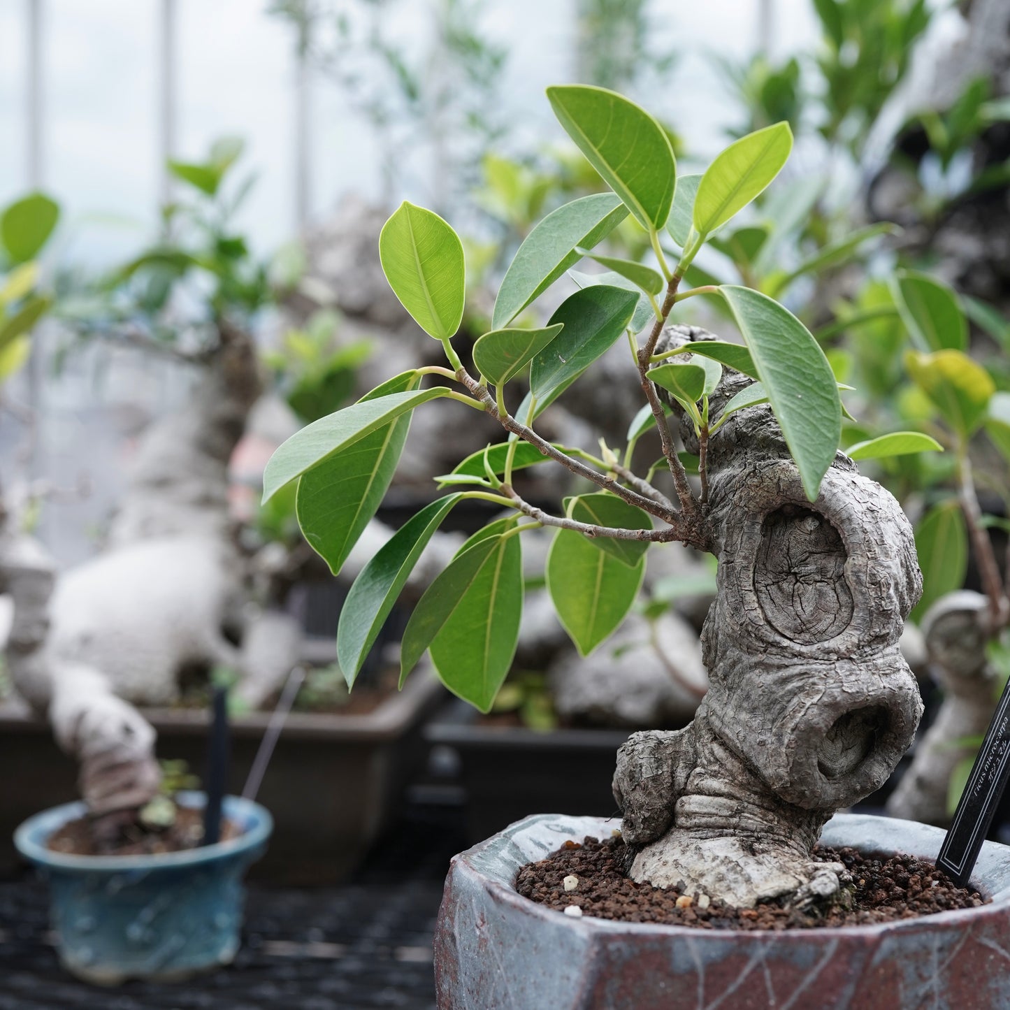 Ficus microcarpa（ガジュマル）No.16 × Konect Tokyo