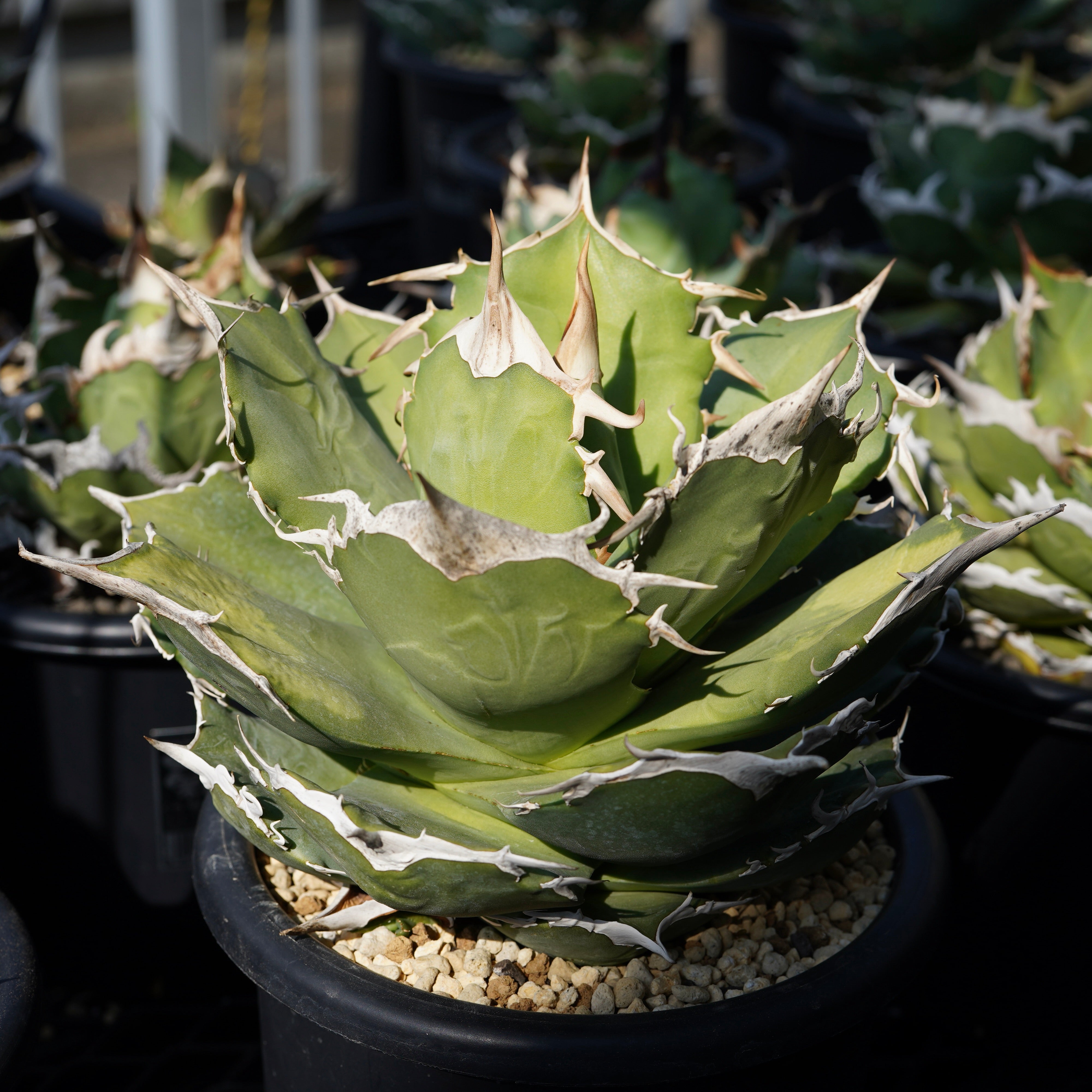 From Iran】Agave titanota 'Griffin Shirdal' – ELBAZ GREEN STORE