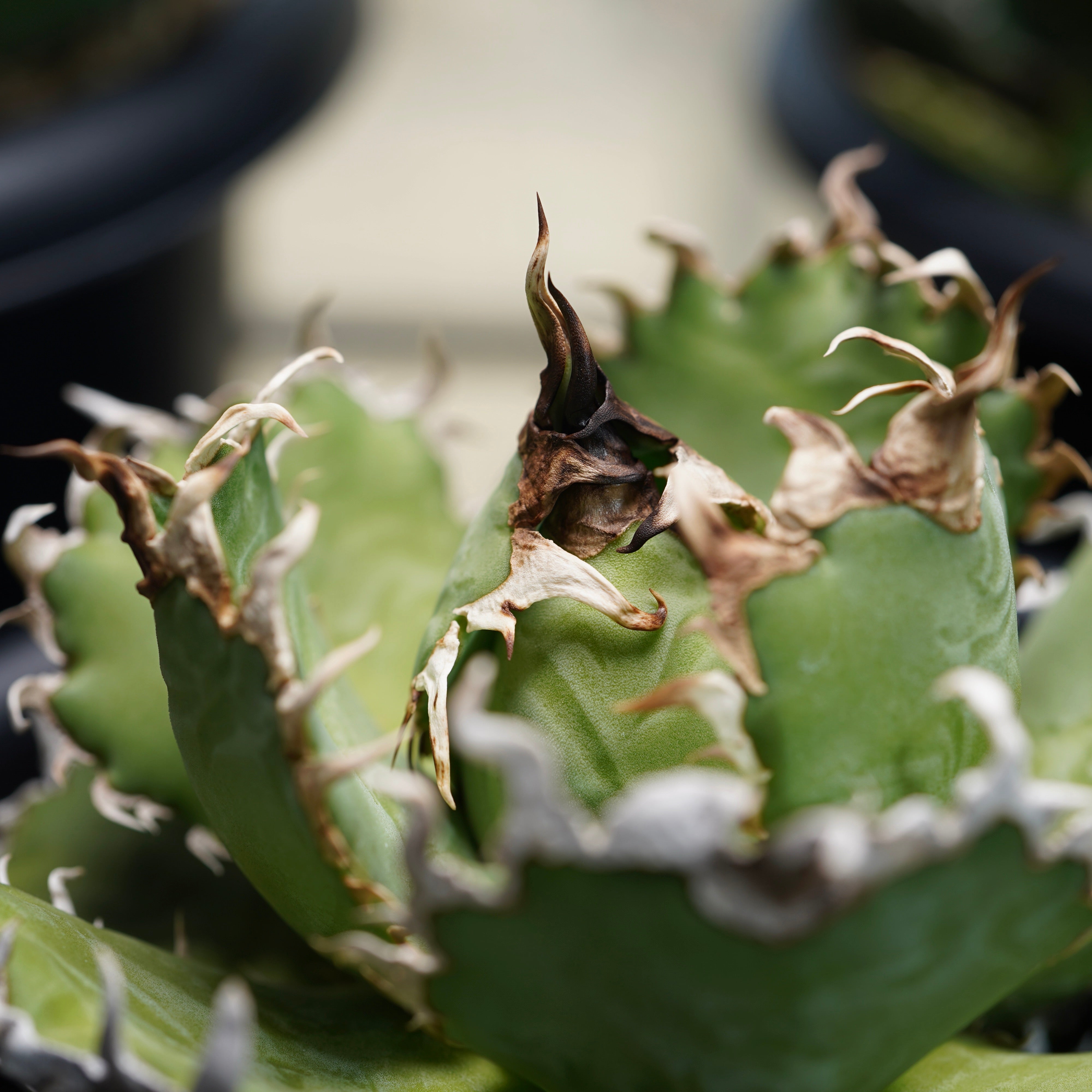 From lize gardening】Agave titanota 'Filigree(圓葉拇指)' Mサイズ