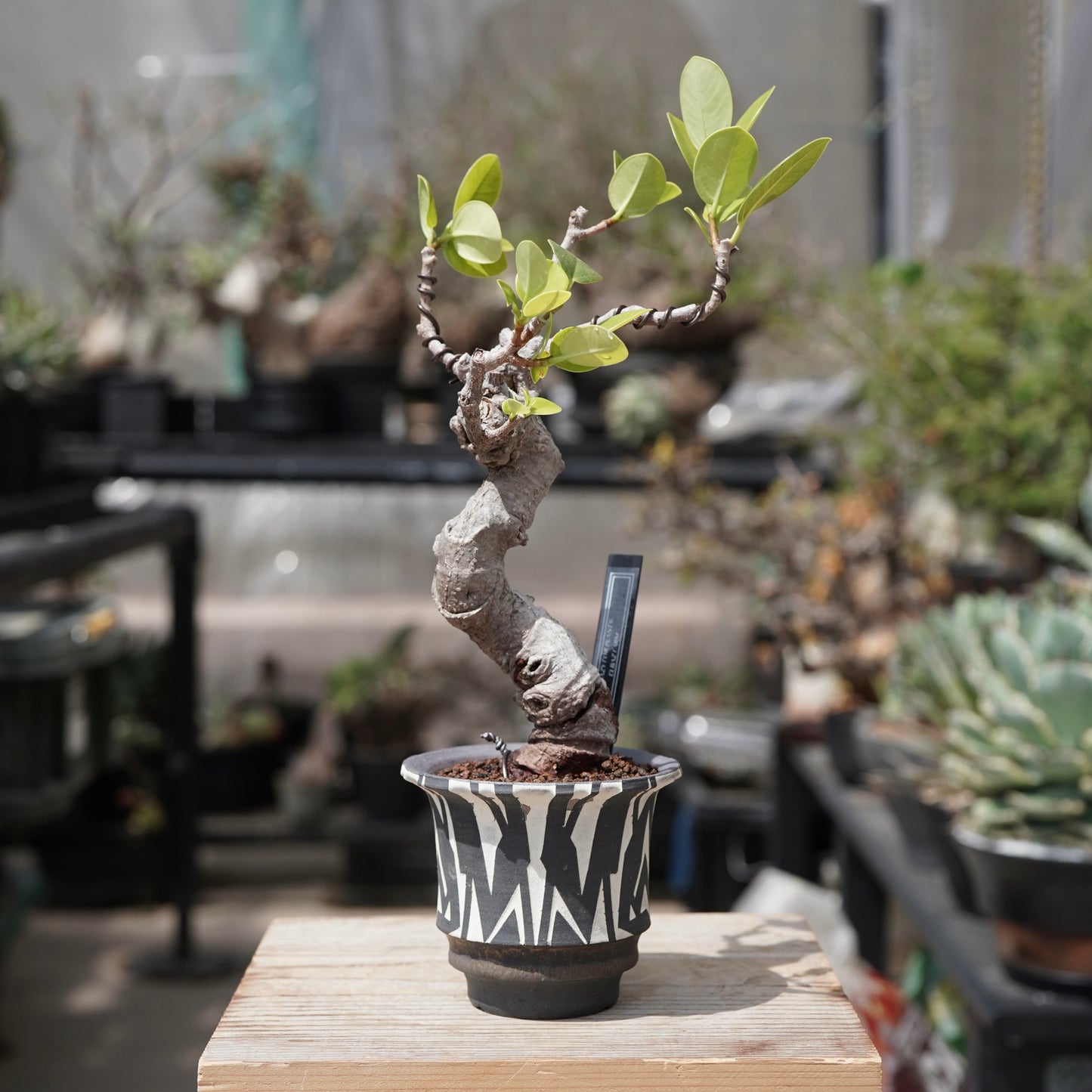 Ficus microcarpa（ガジュマル）No.12 × 大貫 弘由岐