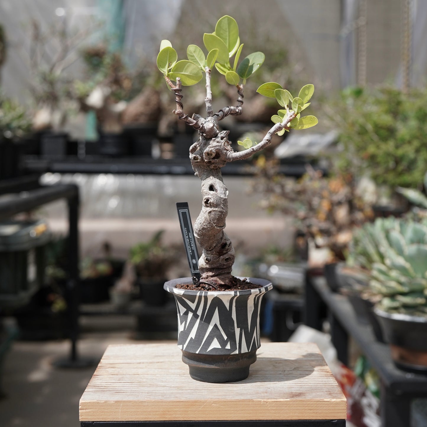Ficus microcarpa（ガジュマル）No.12 × 大貫 弘由岐