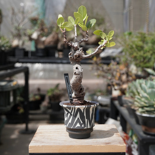 Ficus microcarpa（ガジュマル）No.12 × 大貫 弘由岐