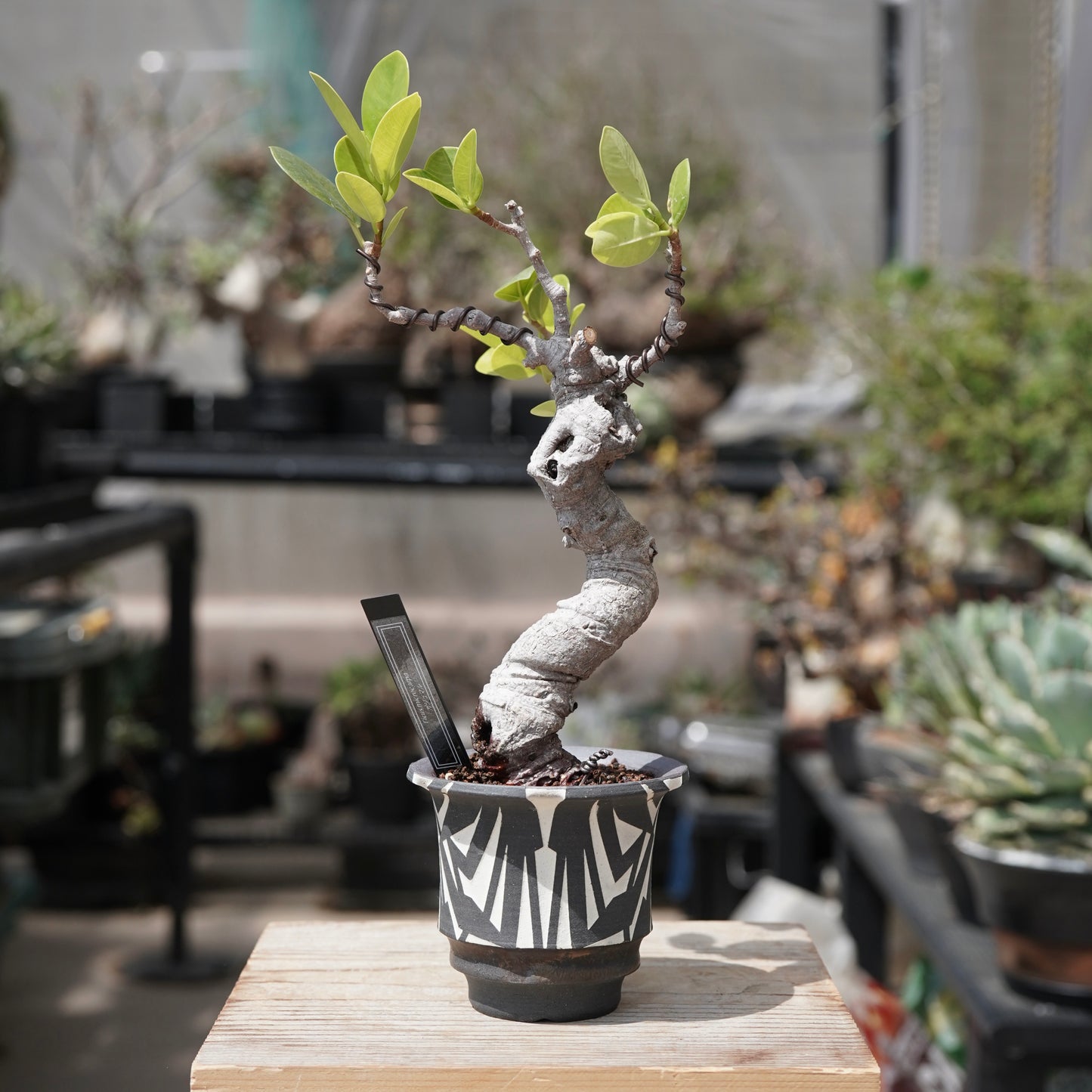 Ficus microcarpa（ガジュマル）No.12 × 大貫 弘由岐