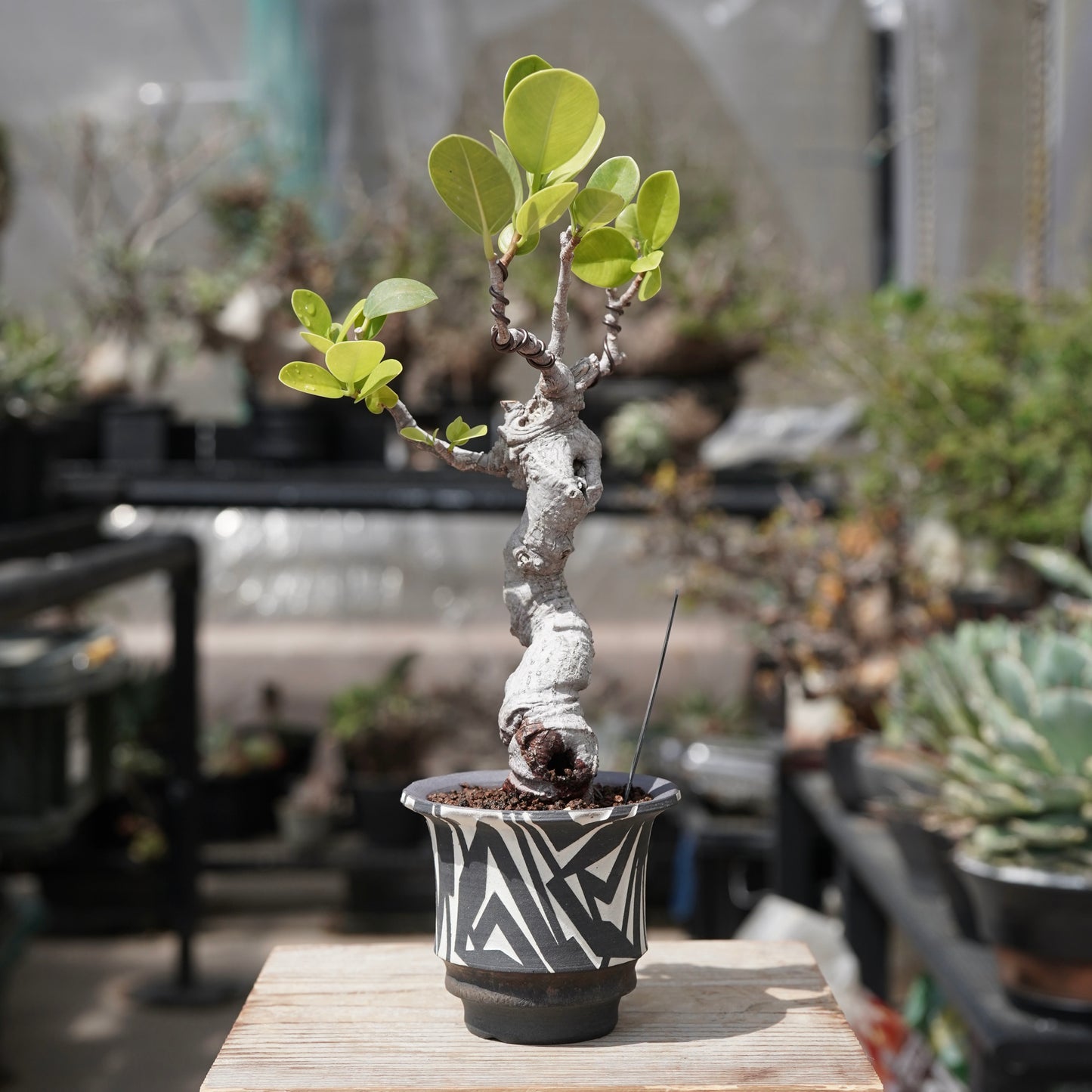 Ficus microcarpa（ガジュマル）No.12 × 大貫 弘由岐