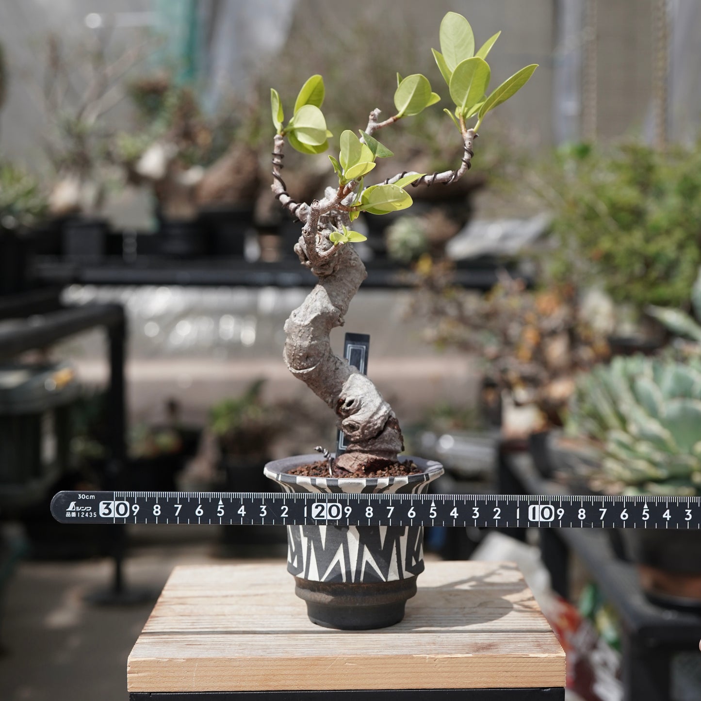 Ficus microcarpa（ガジュマル）No.12 × 大貫 弘由岐