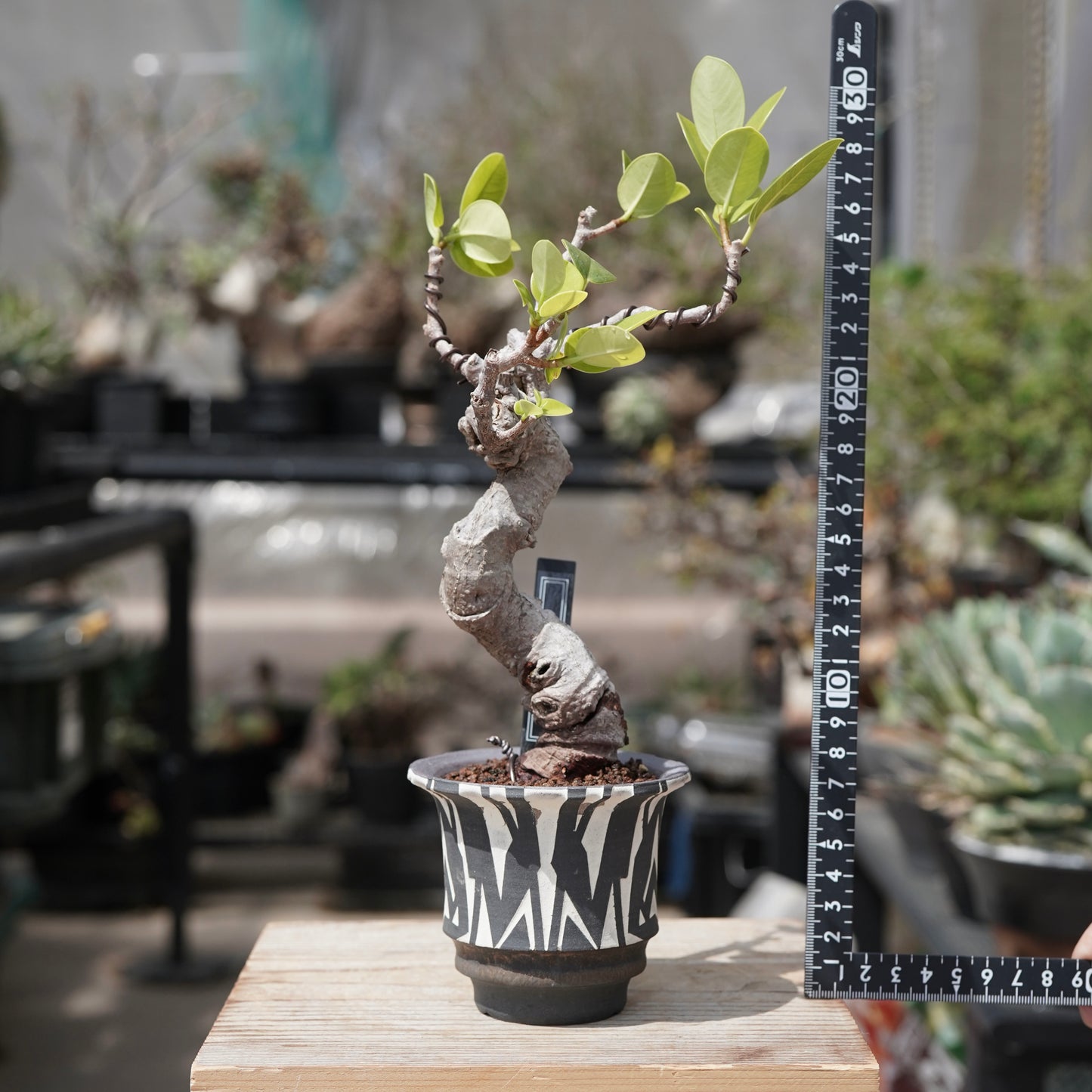 Ficus microcarpa（ガジュマル）No.12 × 大貫 弘由岐