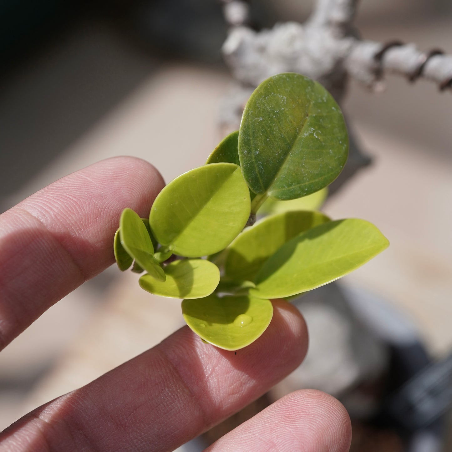 Ficus microcarpa（ガジュマル）No.12 × 大貫 弘由岐