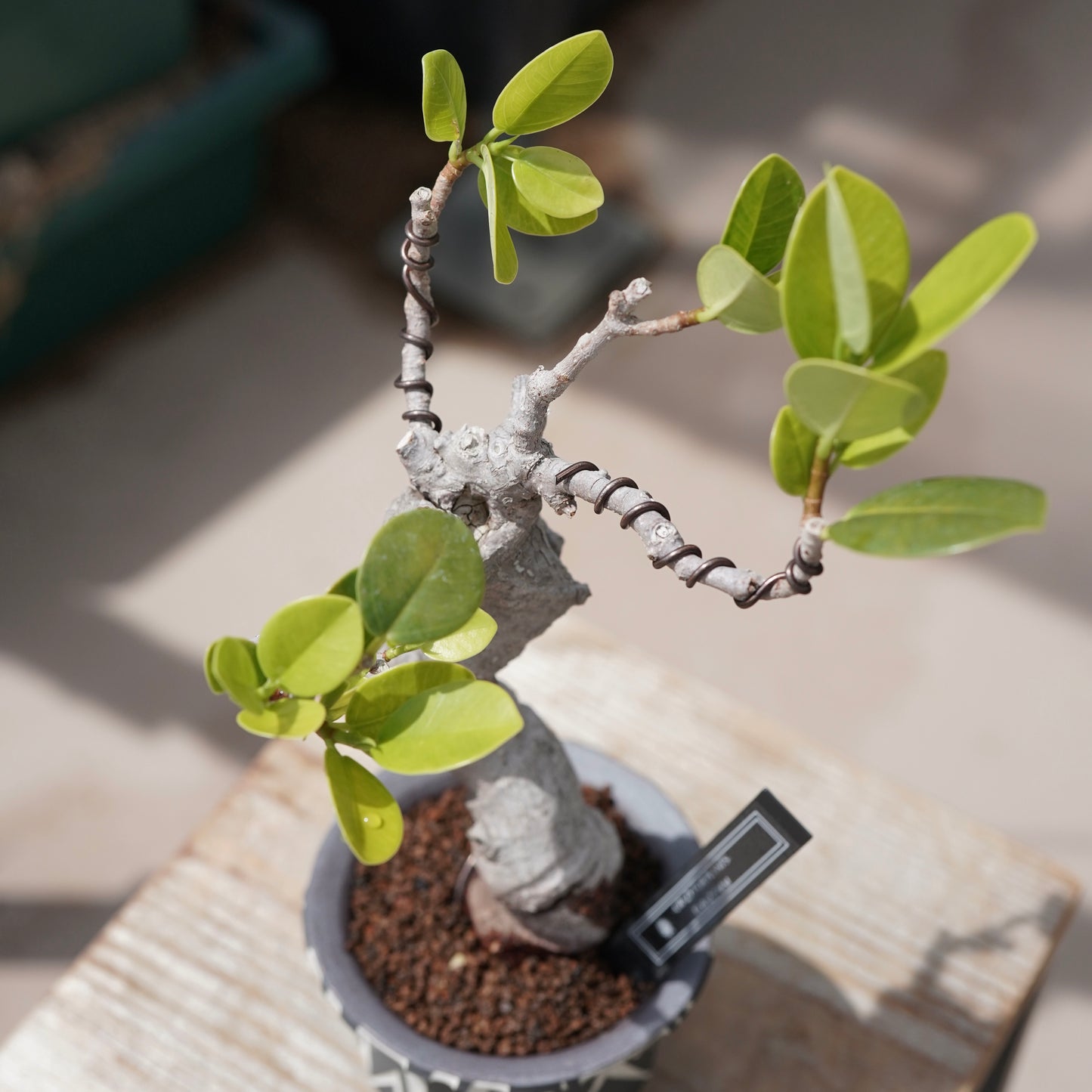 Ficus microcarpa（ガジュマル）No.12 × 大貫 弘由岐