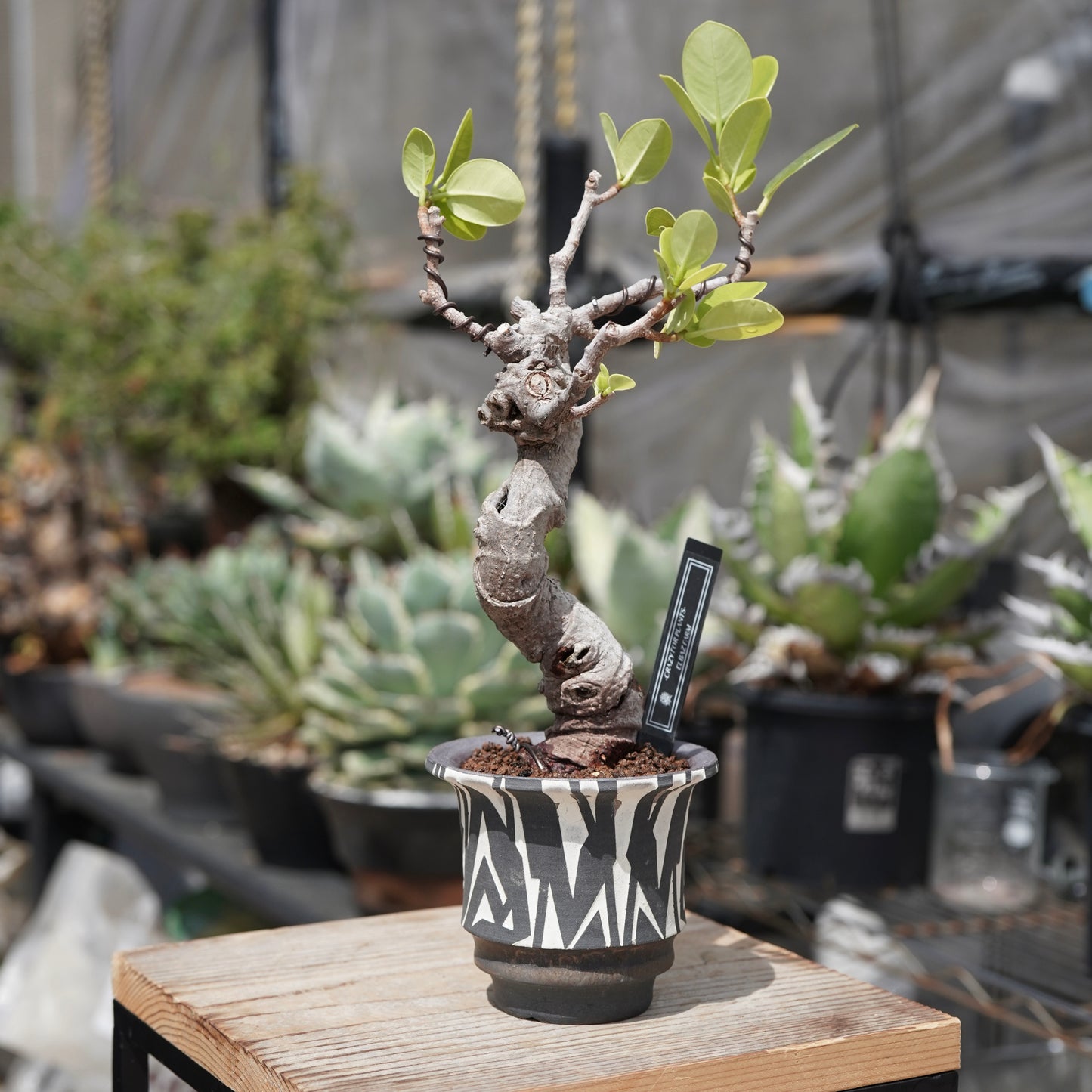 Ficus microcarpa（ガジュマル）No.12 × 大貫 弘由岐