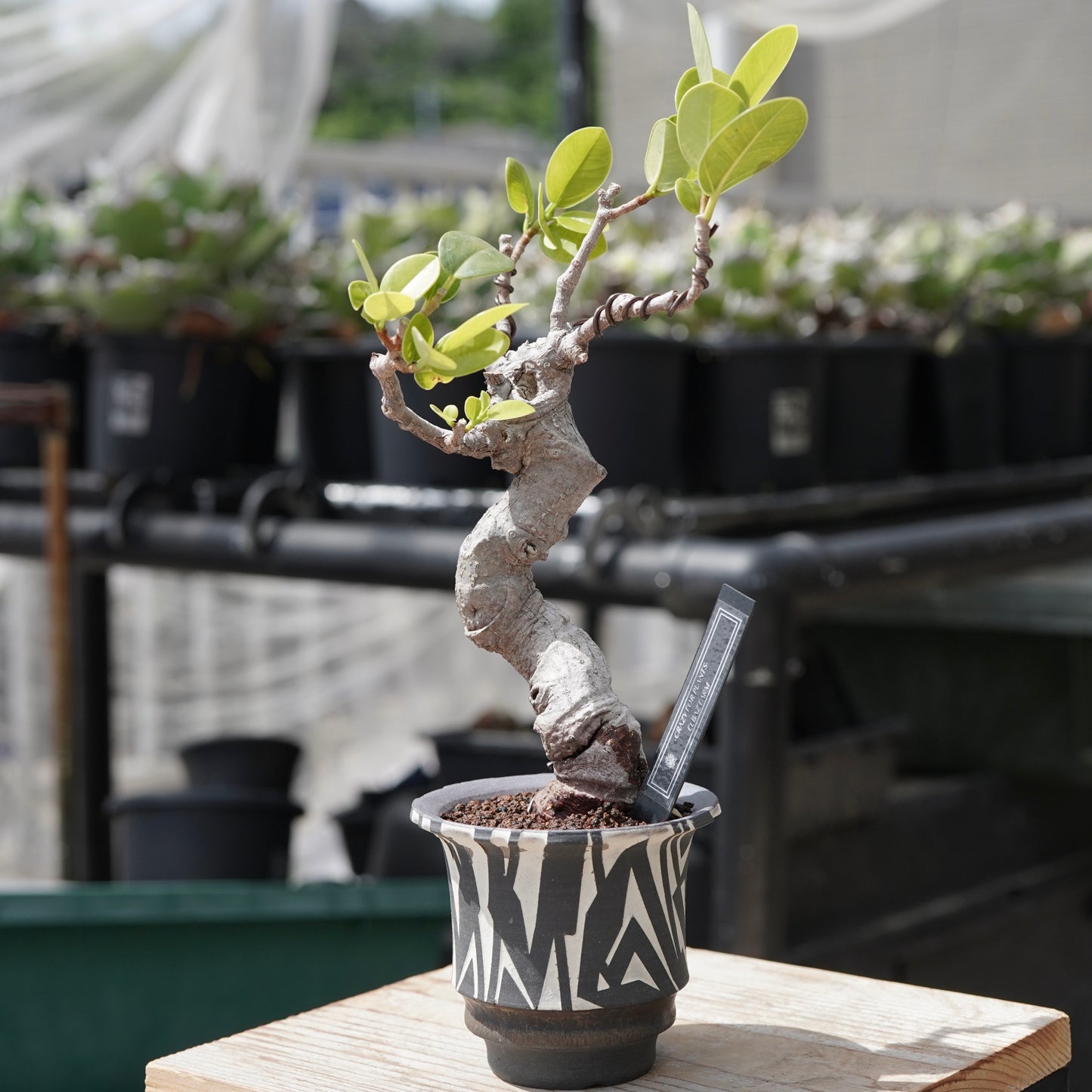 Ficus microcarpa（ガジュマル）No.12 × 大貫 弘由岐