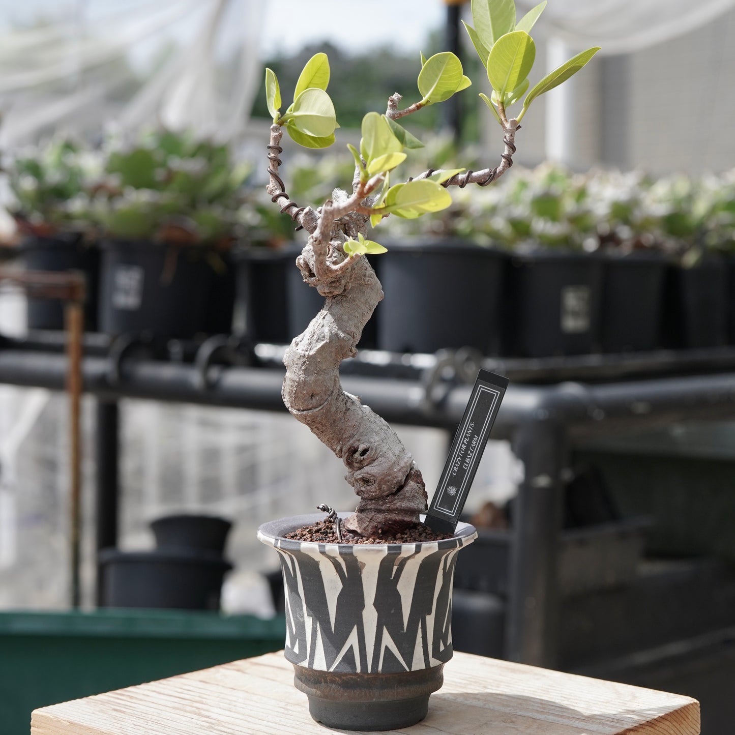 Ficus microcarpa（ガジュマル）No.12 × 大貫 弘由岐