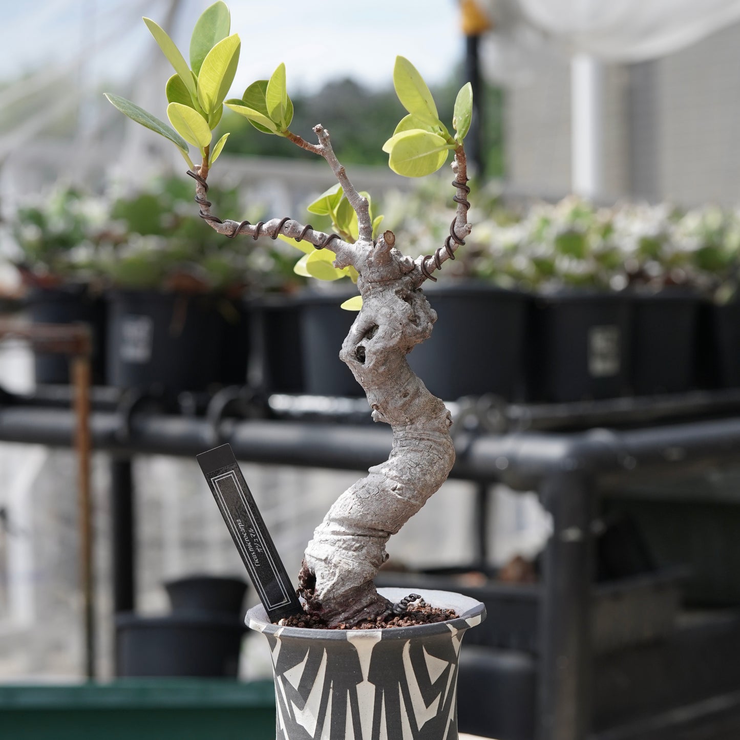 Ficus microcarpa（ガジュマル）No.12 × 大貫 弘由岐