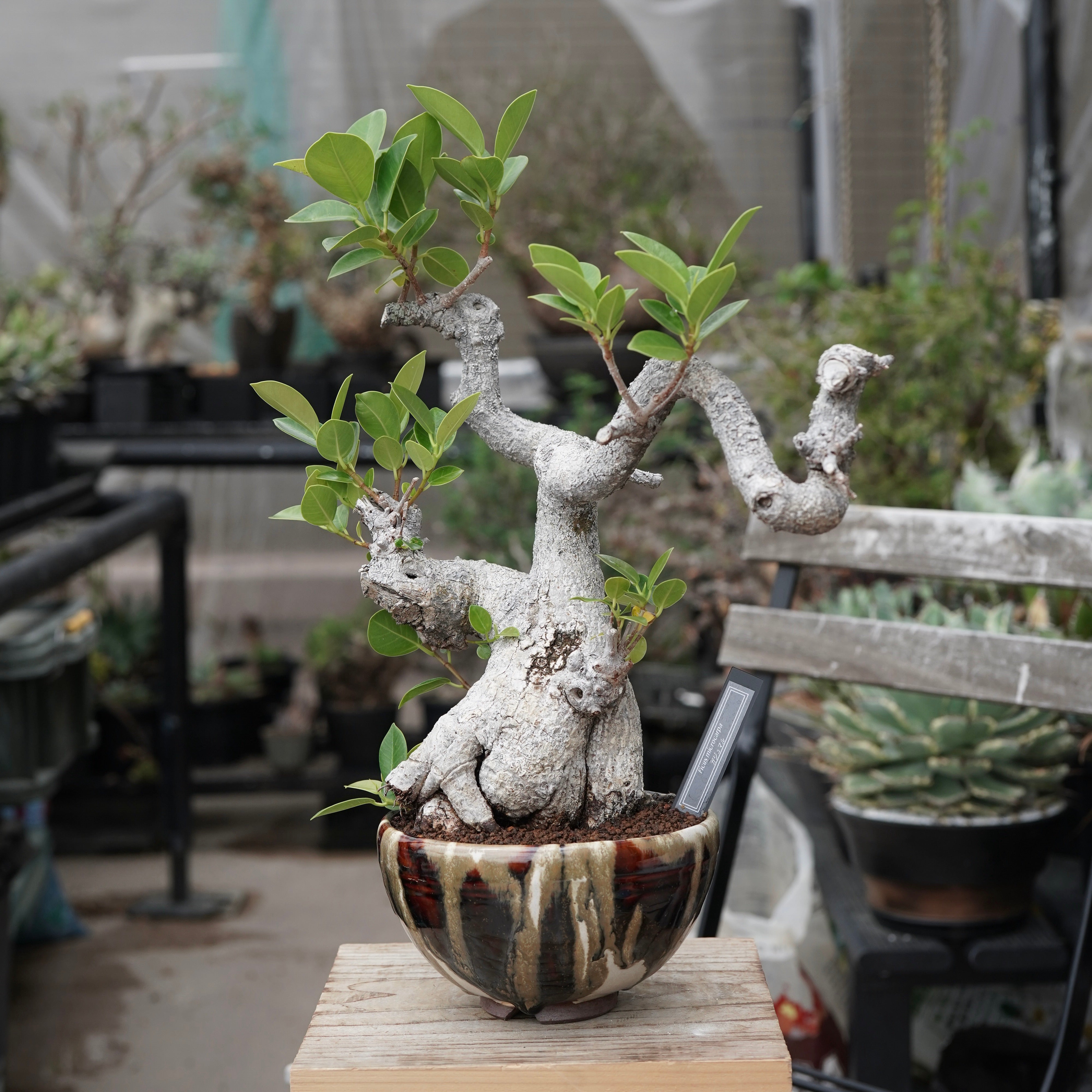 PLANTS – ELBAZ GREEN STORE