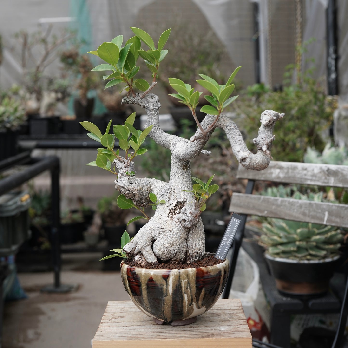Ficus microcarpa（ガジュマル）No.13 × Konect Tokyo