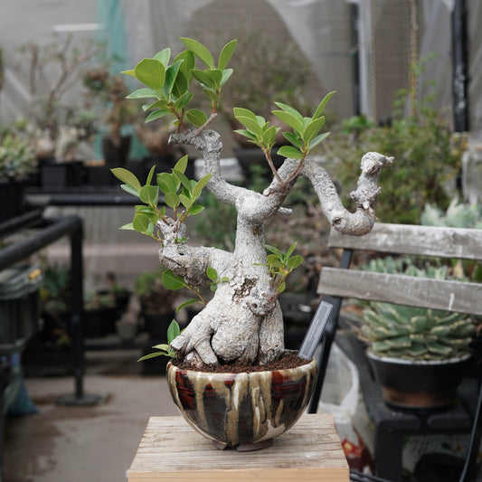 Ficus microcarpa（ガジュマル）No.13 × Konect Tokyo